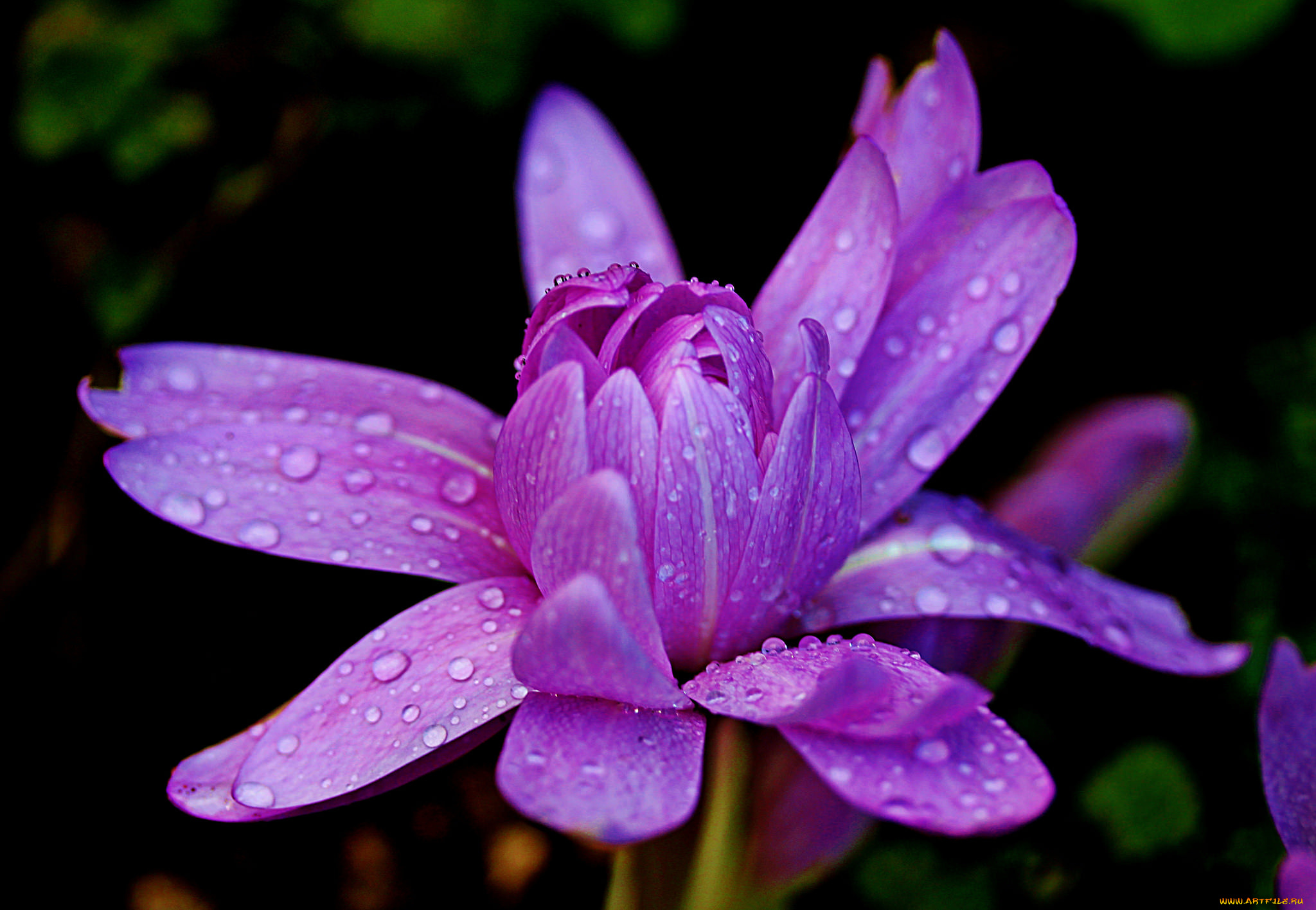 цветы, хризантемы, капли, хризантема