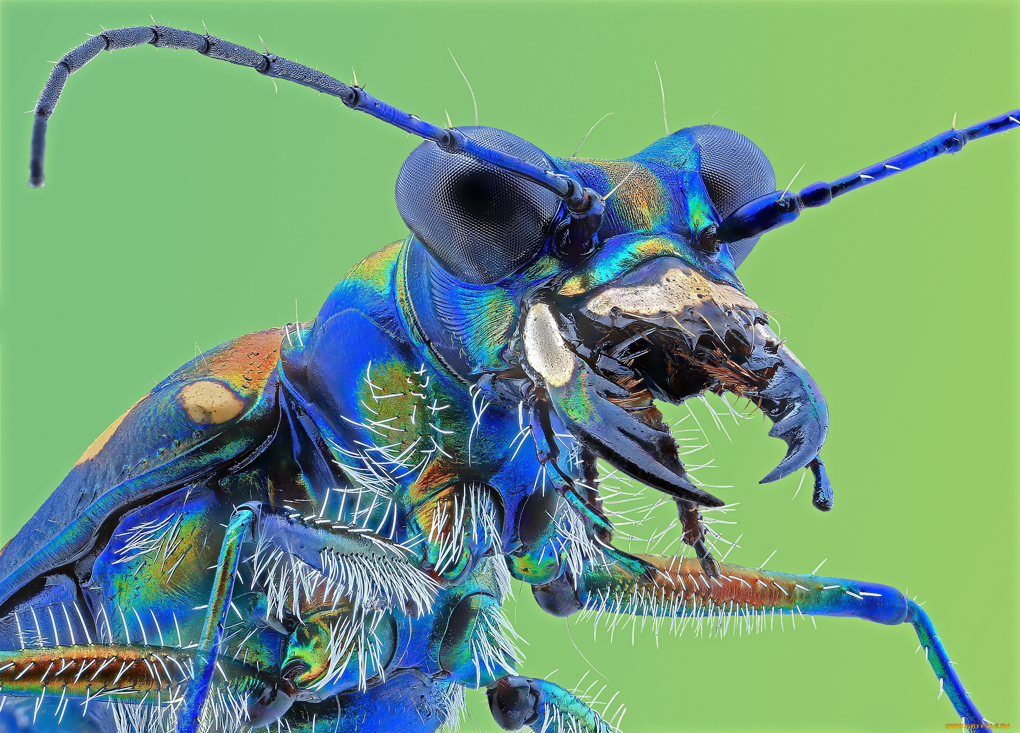 животные, насекомые, жучок