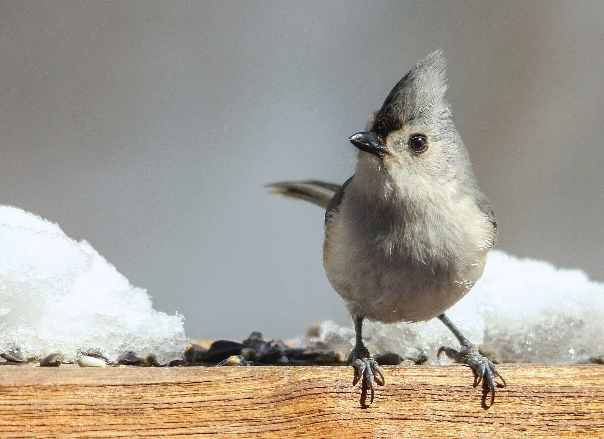 животные, птицы, птаха