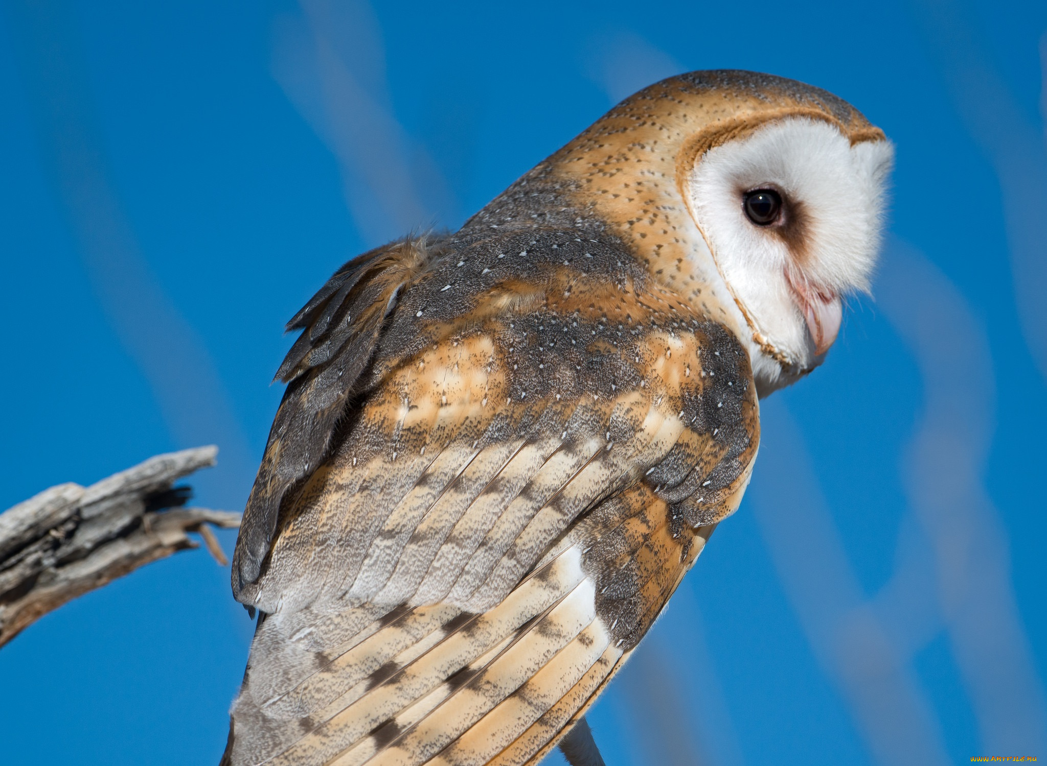 животные, совы, сова, небо