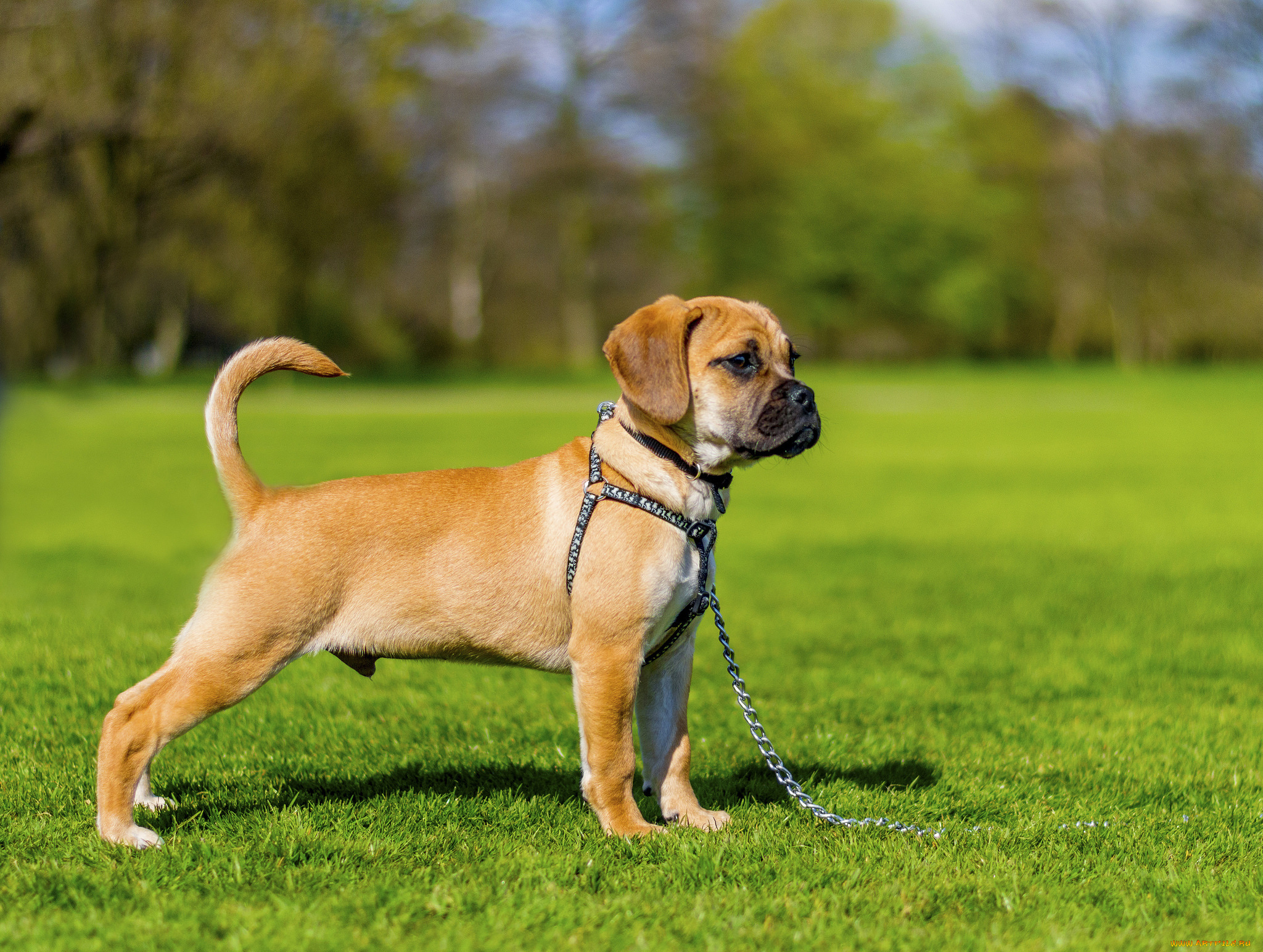 животные, собаки, щенок, луг