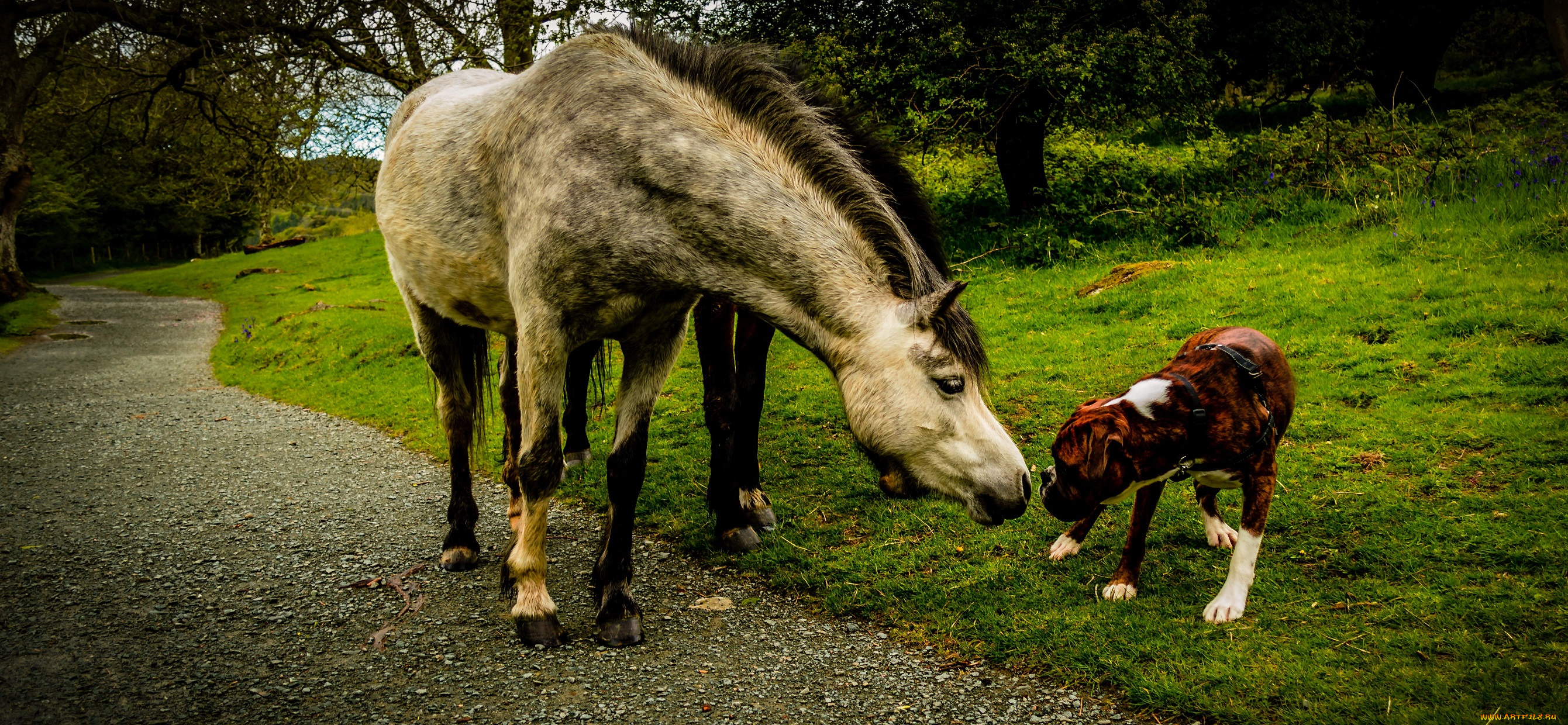 животные, разные, вместе, нюхаются, собака, пёс, лошадь, луг