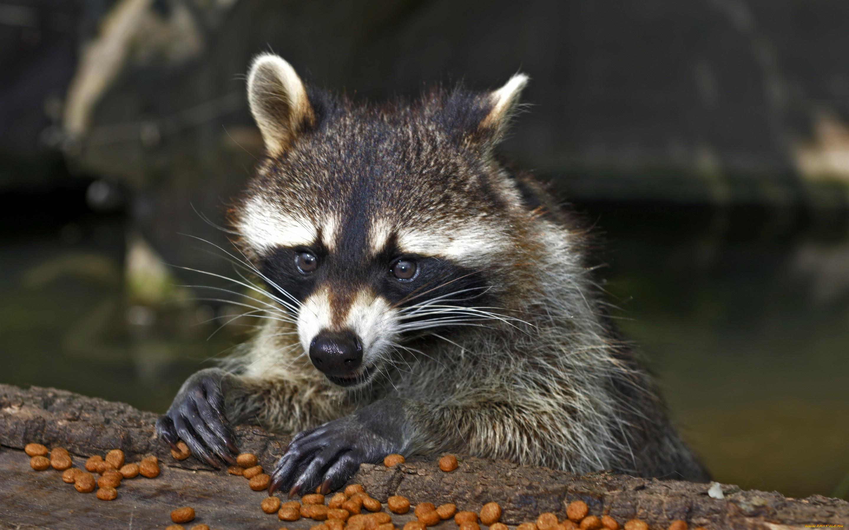 животные, еноты, морда, взгляд, енот