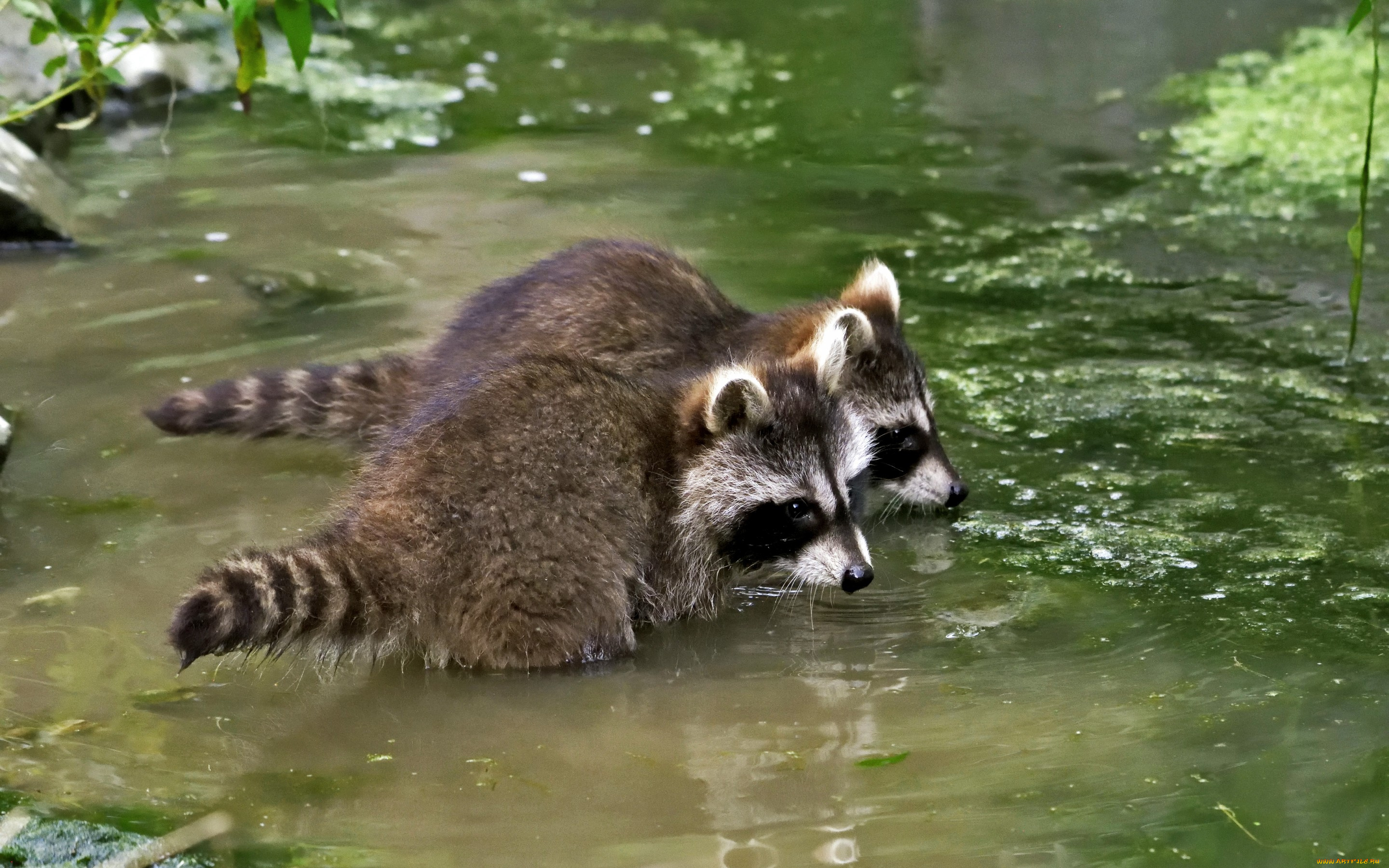 животные, еноты, водоём, пара, детёныши, купание