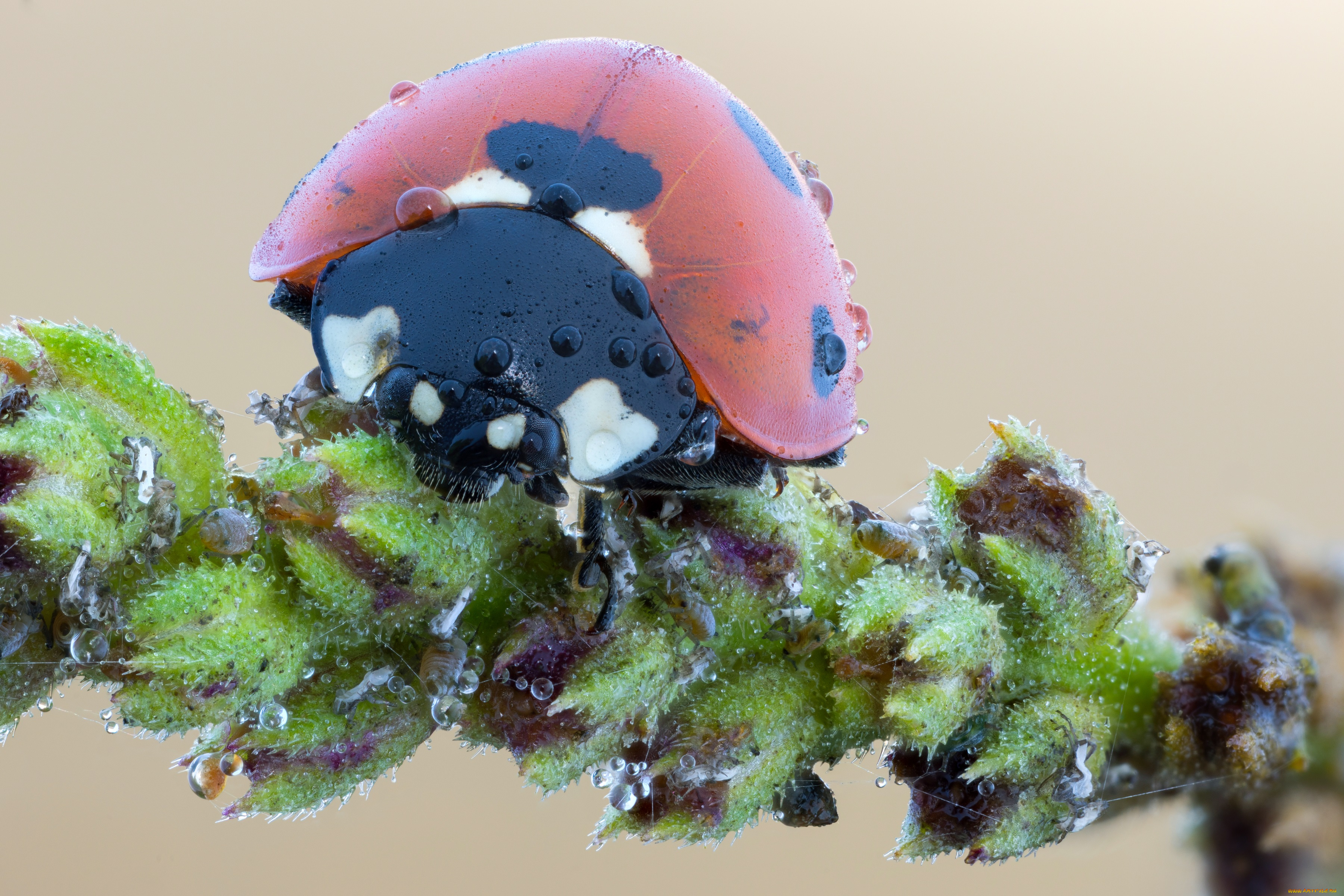 животные, божьи, коровки, утро, божья, коровка, фон, макро