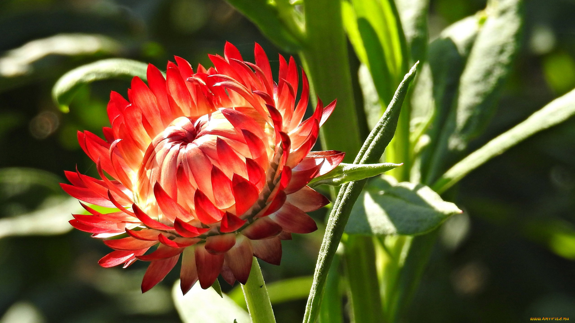 цветы, бессмертник, макро