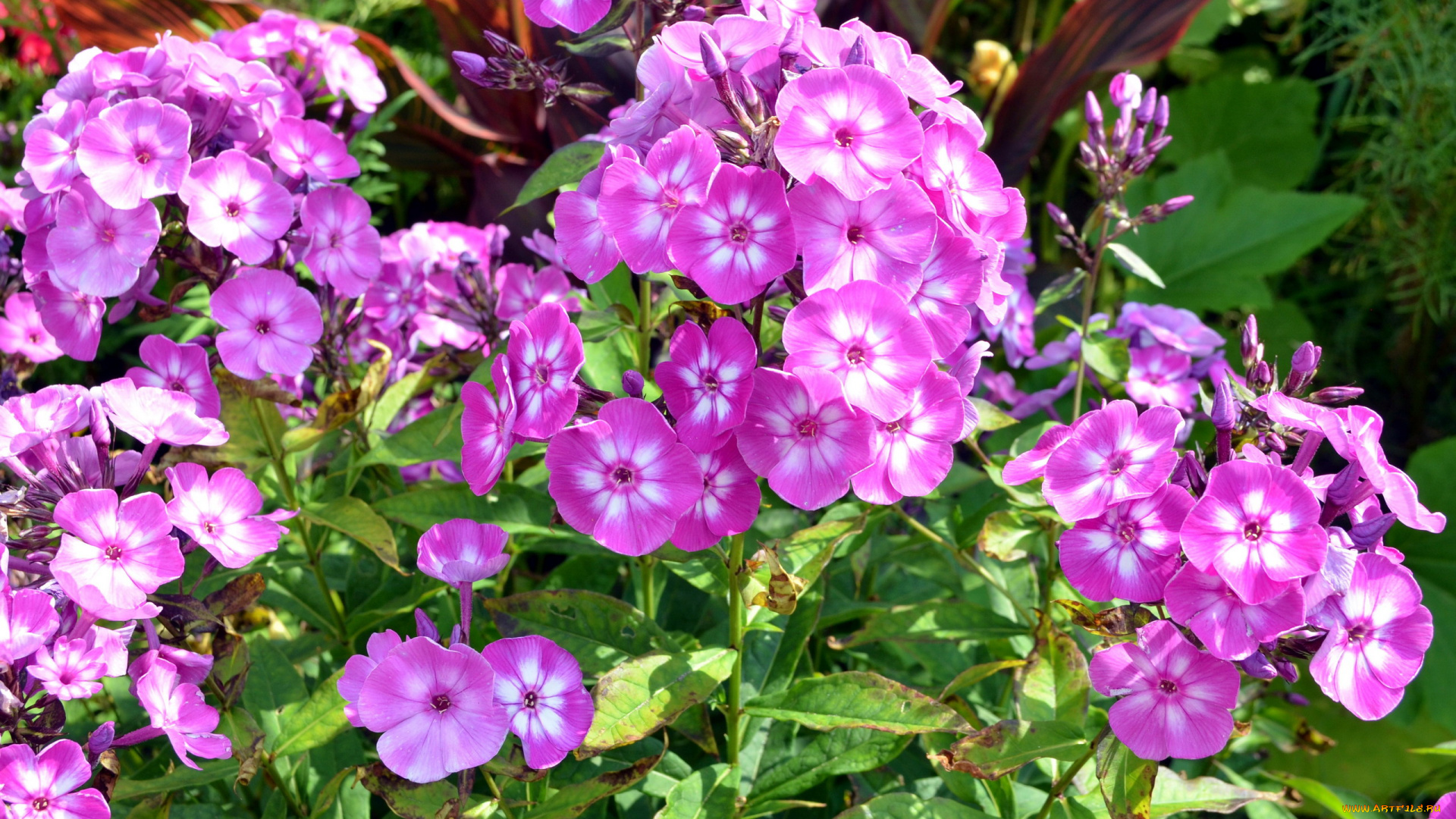 цветы, флоксы, розовый