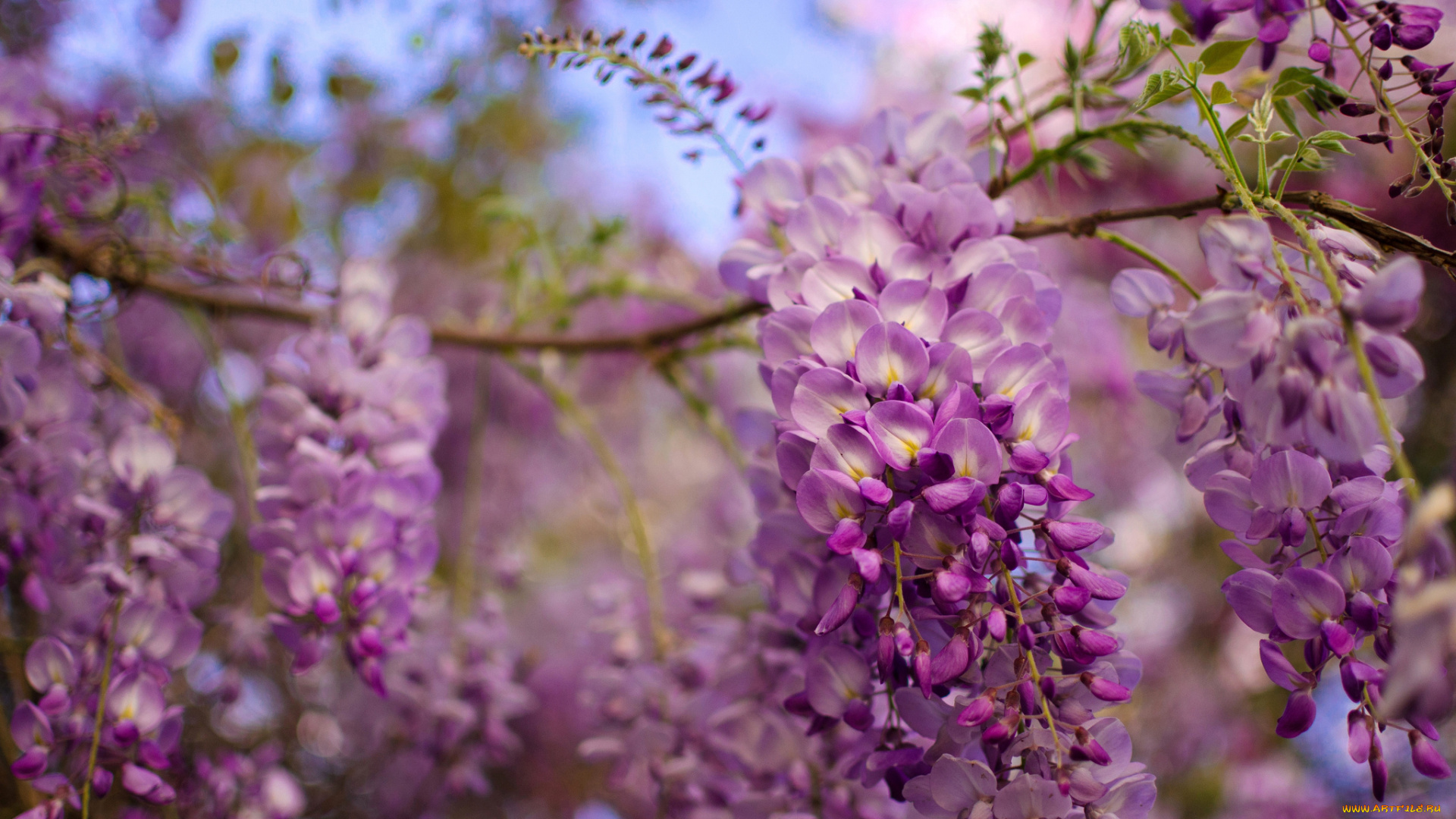 цветы, глициния, вистерия, соцветия, кисти, ветка, макро