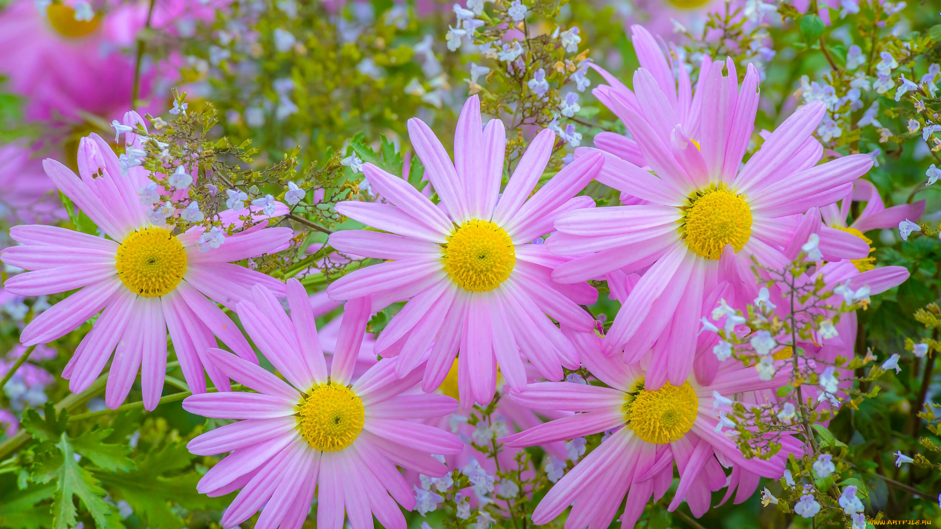 цветы, хризантемы, лепестки, розовые