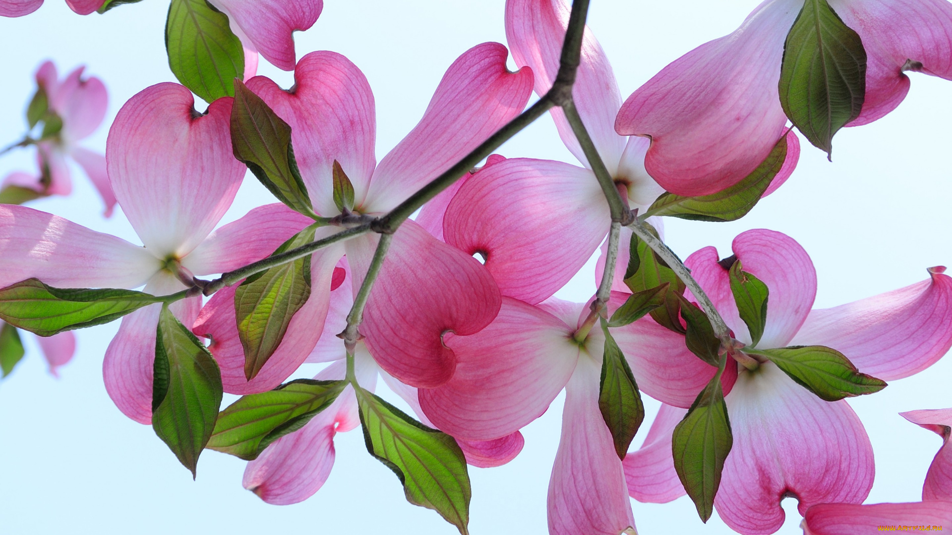 цветы, кизил, цветки, лепестки, ветки, макро, цветение