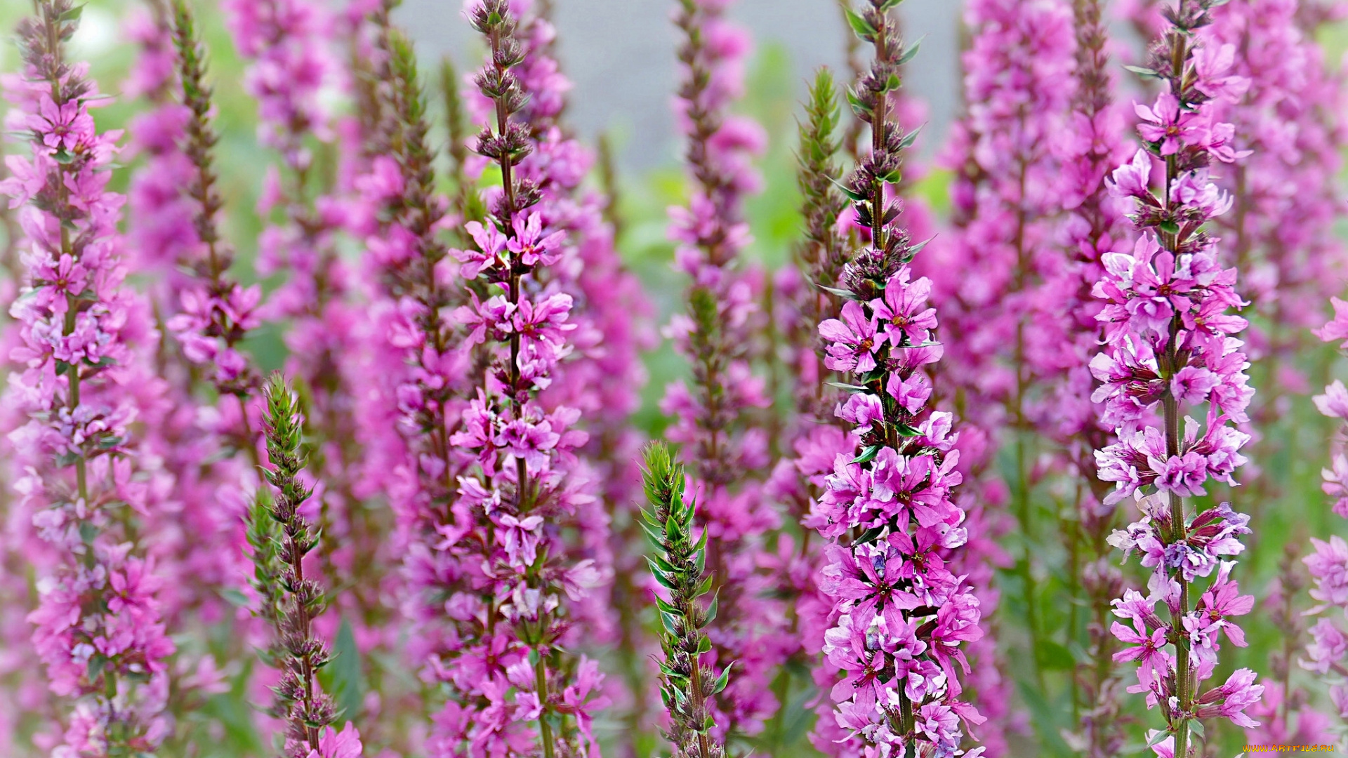 цветы, луговые, , полевые, , цветы, плакун-трава, дербенник, макро, иволистный