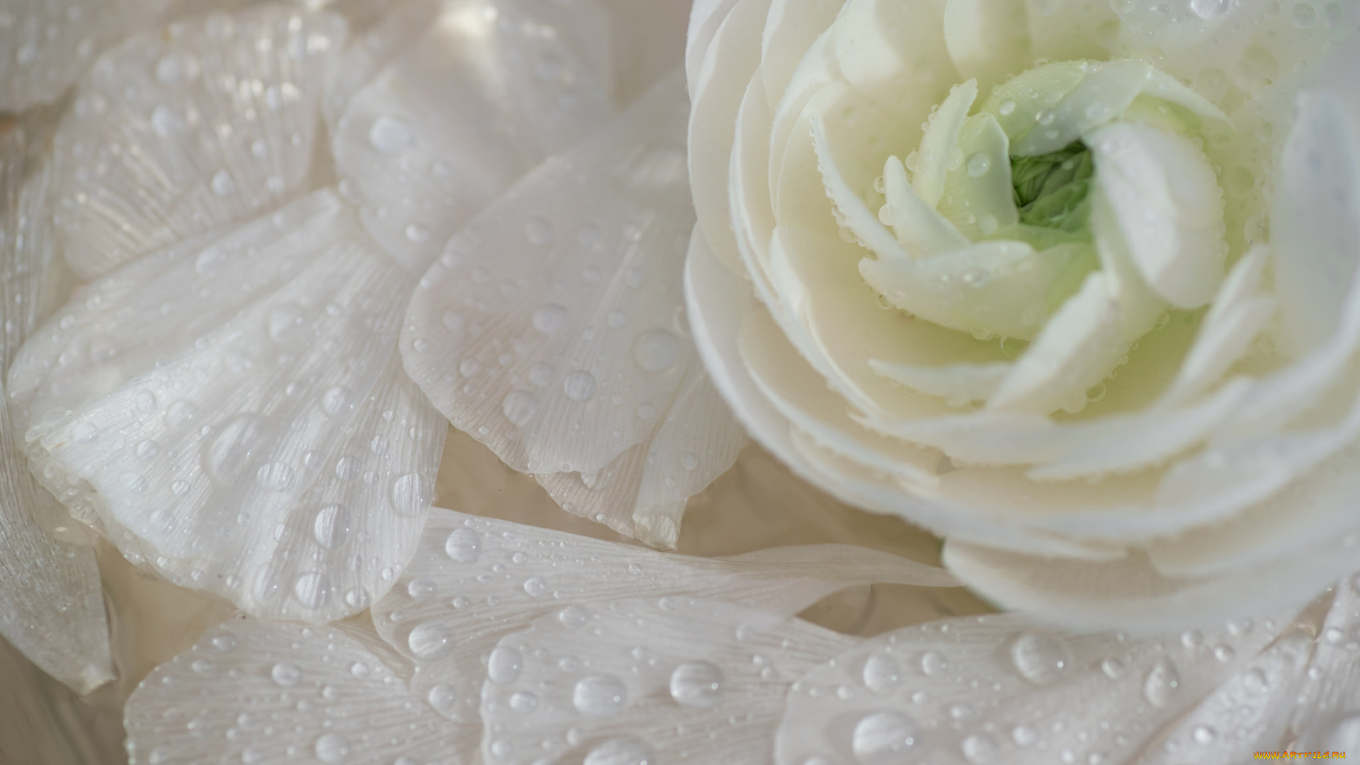 цветы, ранункулюс, , азиатский, лютик, макро, лепестки, ранункулюс, капли