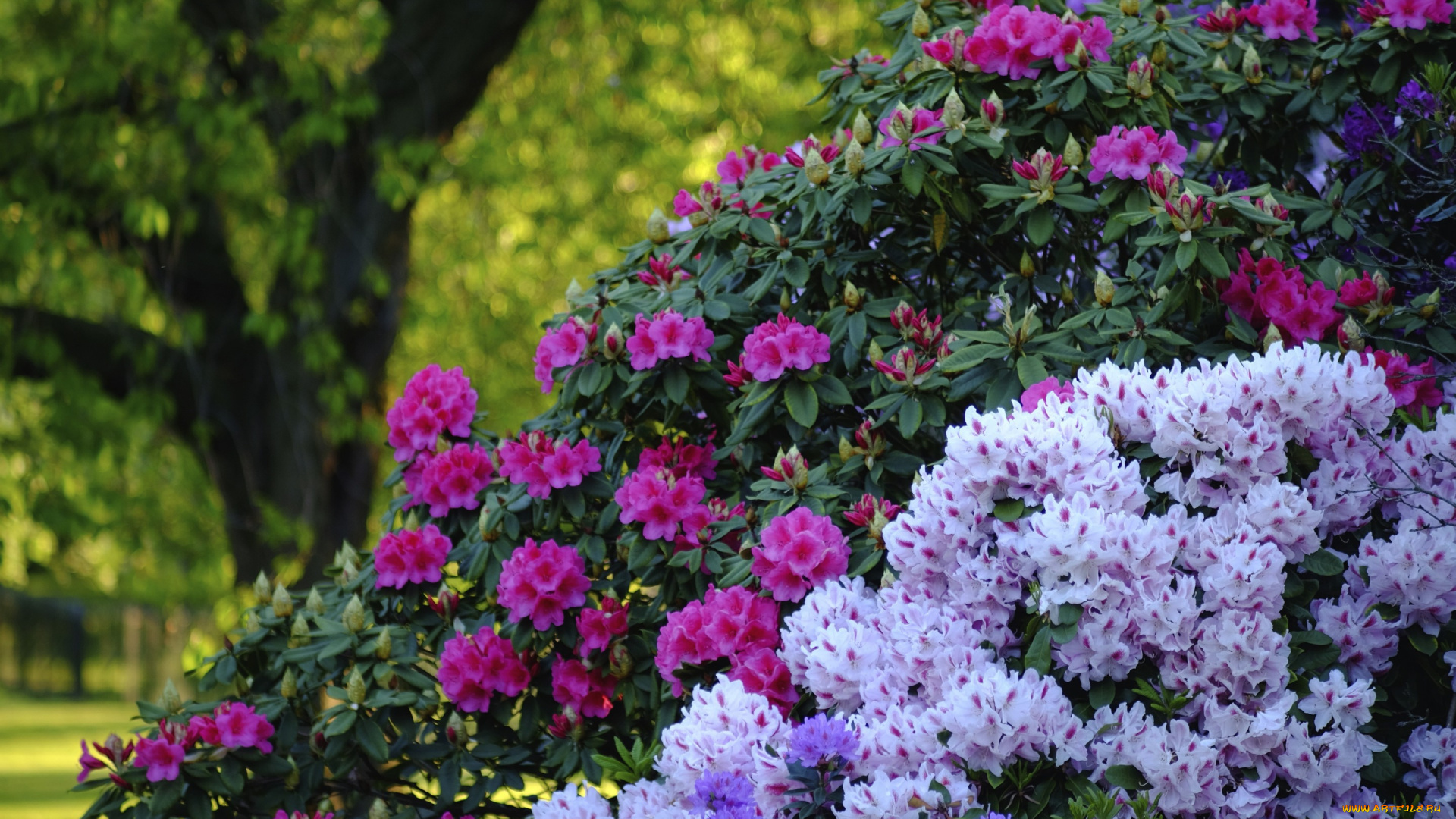 цветы, рододендроны, , азалии, кусты, рододендроны