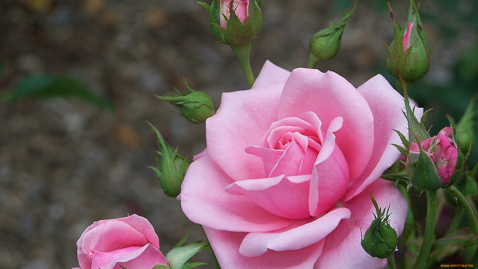цветы, розы, фон, роза, бутоны