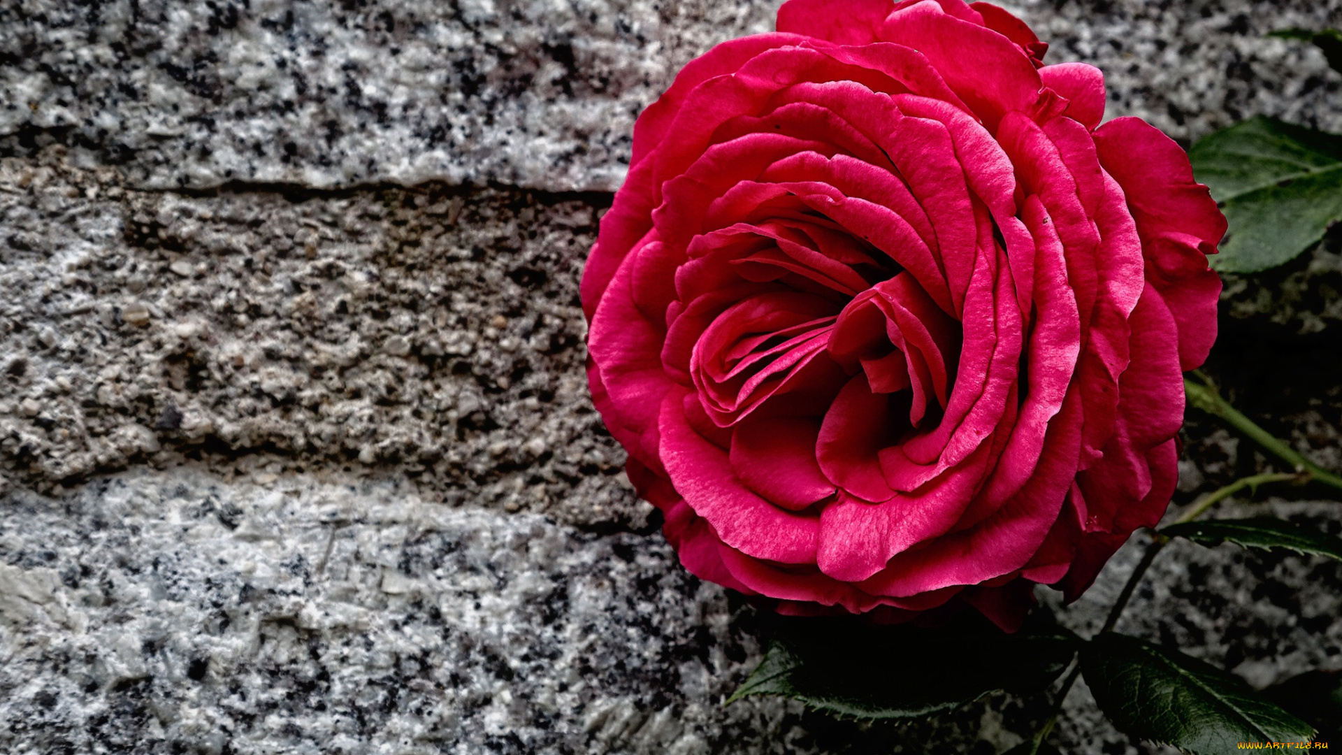 цветы, розы, камень, бутон, роза