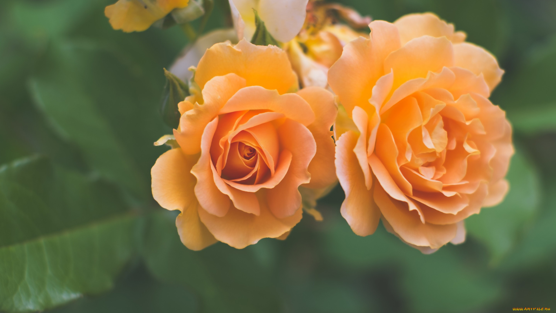 цветы, розы, макро, дуэт