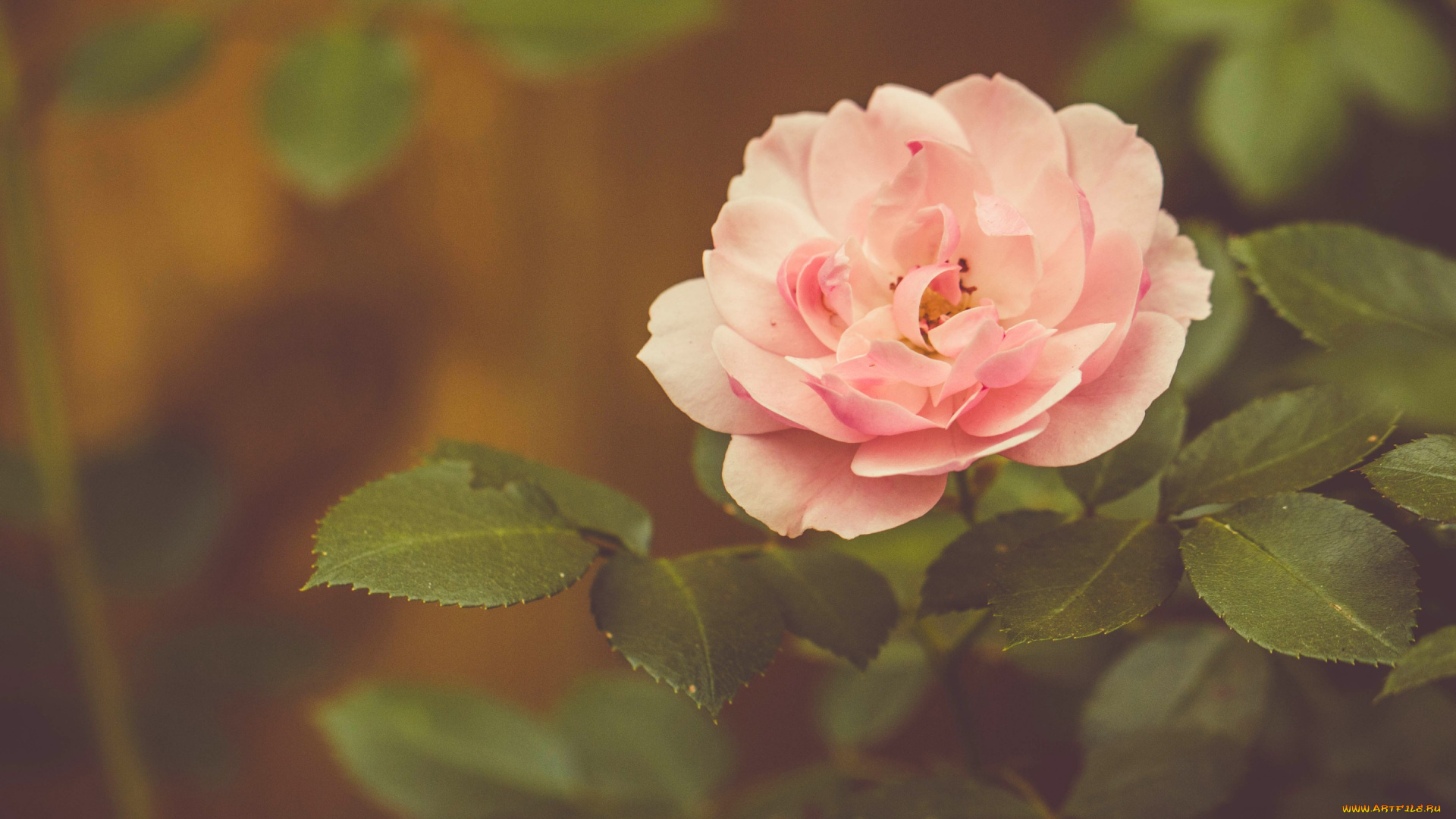 цветы, розы, роза, листья, лепестки