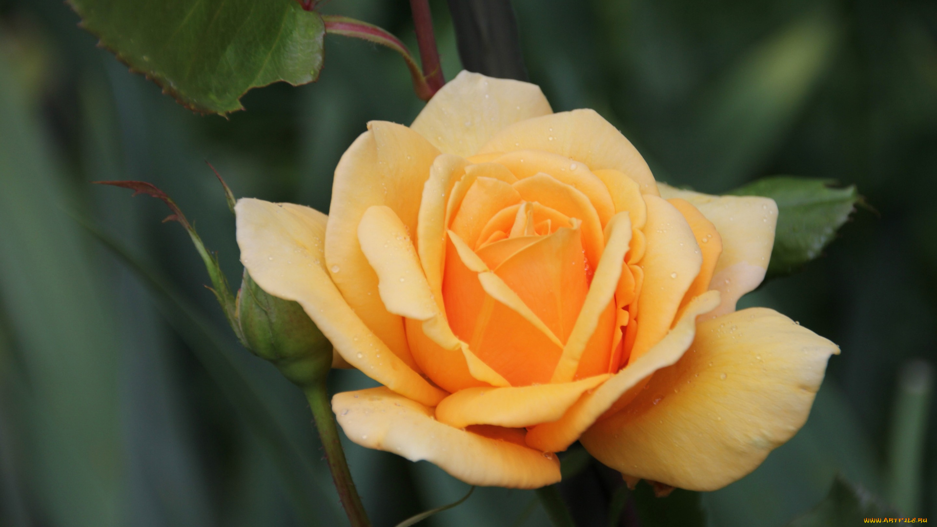 цветы, розы, жёлтая, роза, лепестки, бутон