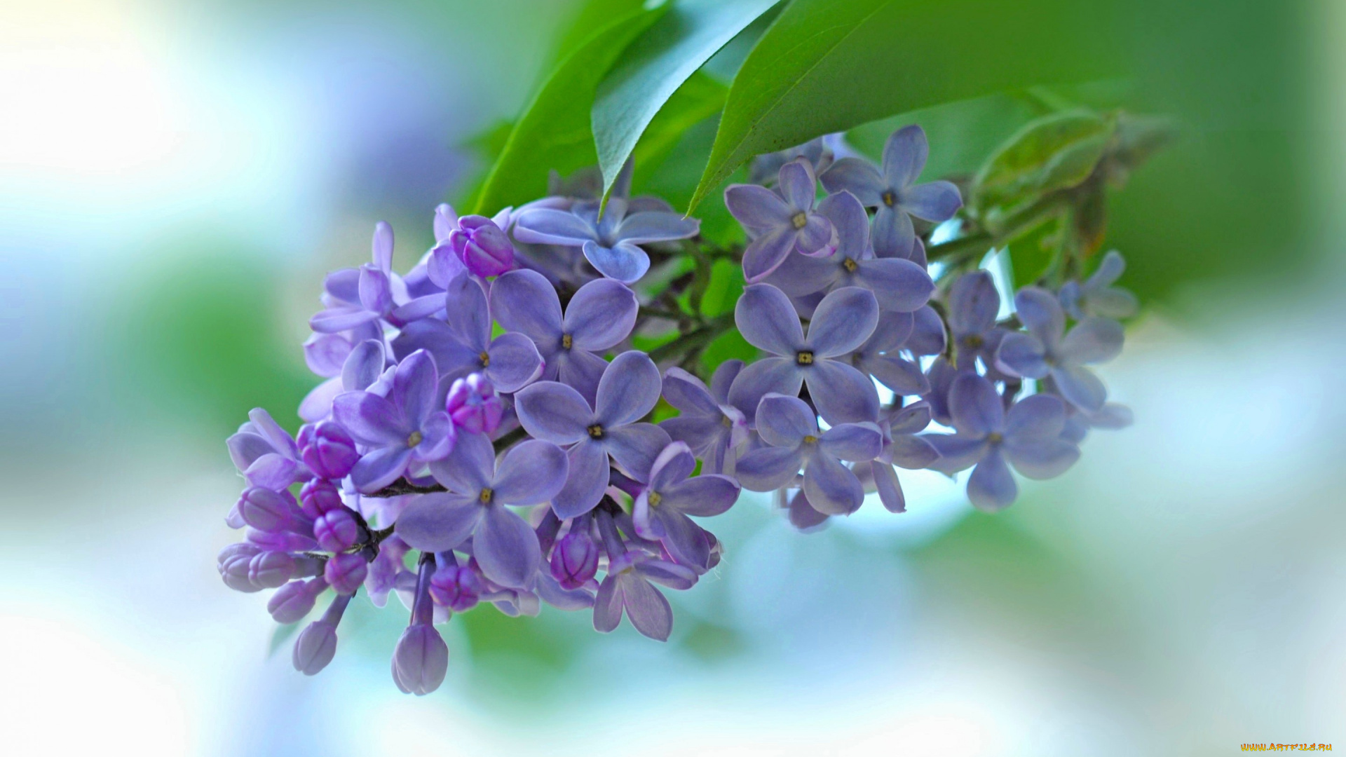 цветы, сирень, фон, соцветие, цветки, ветка, макро