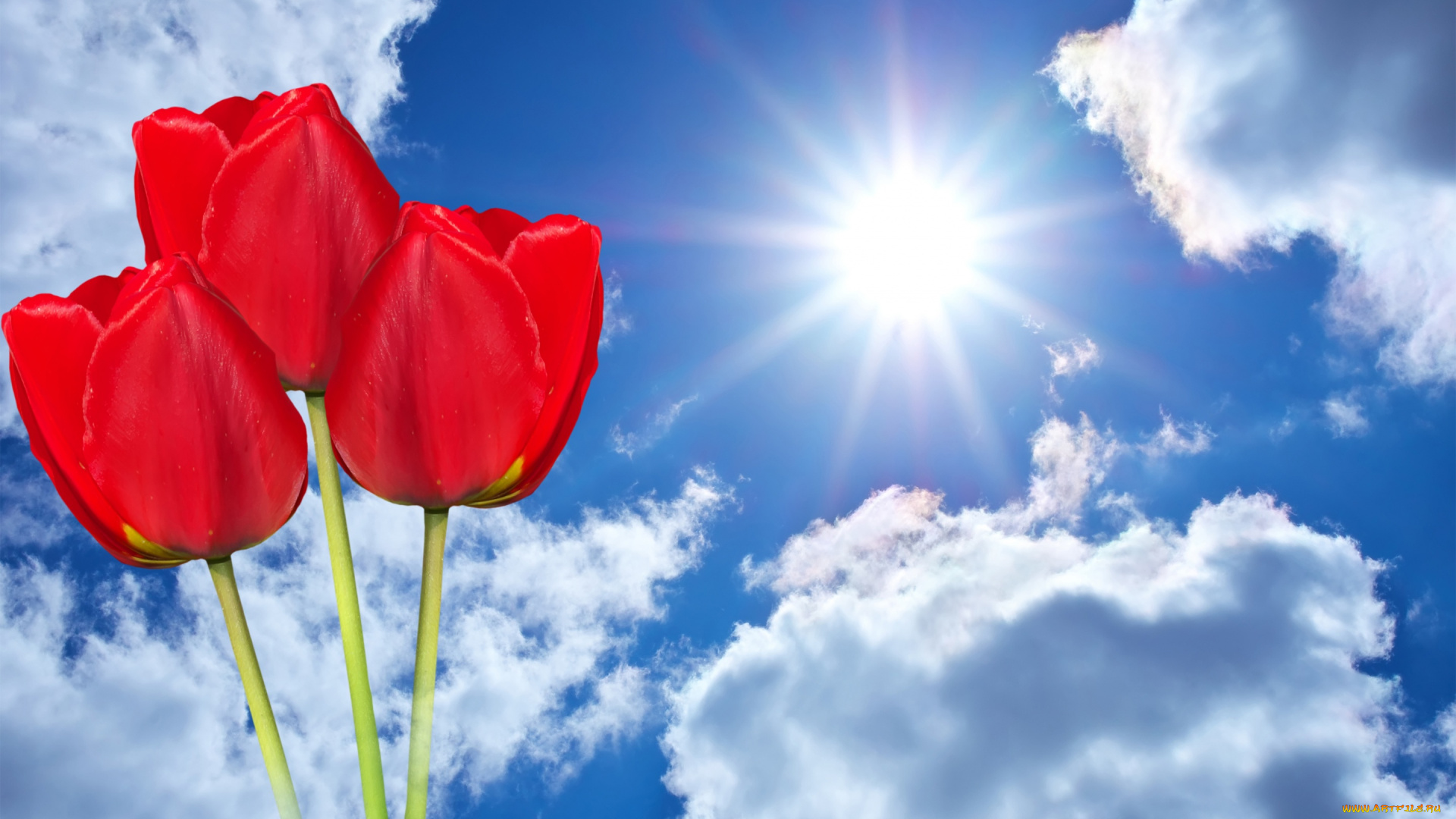 цветы, тюльпаны, лучи, фон, красные, три, фотошоп, солнце, небо, облака