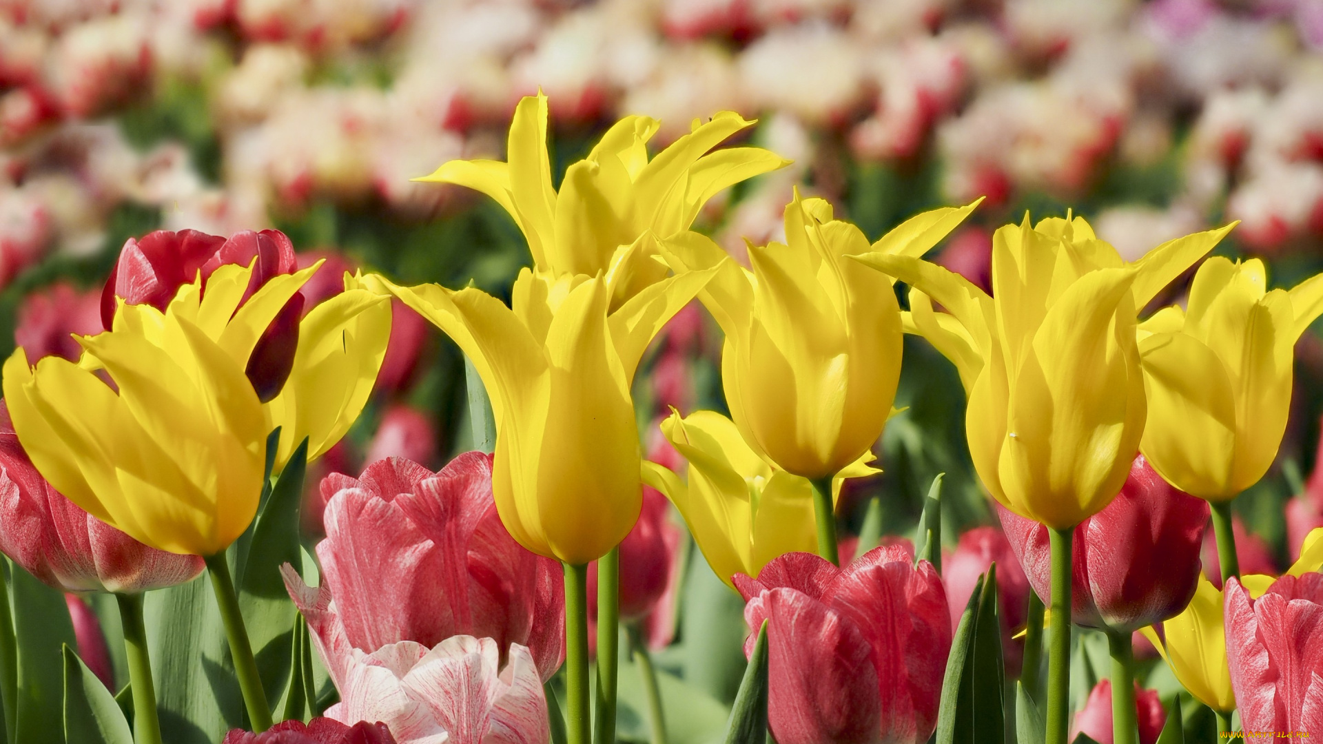 цветы, тюльпаны, макро, бутоны