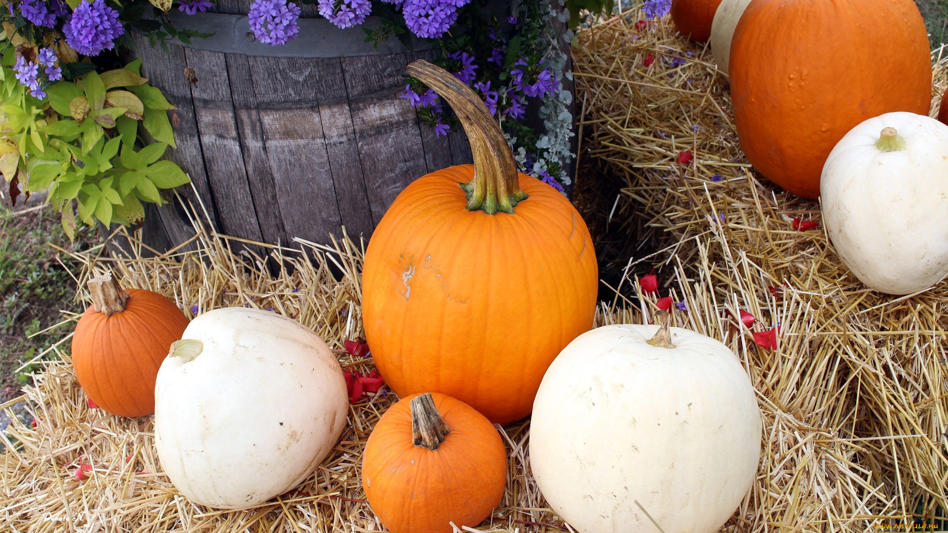 еда, тыква, цветы, белые, оранжевые, тыквы, солома
