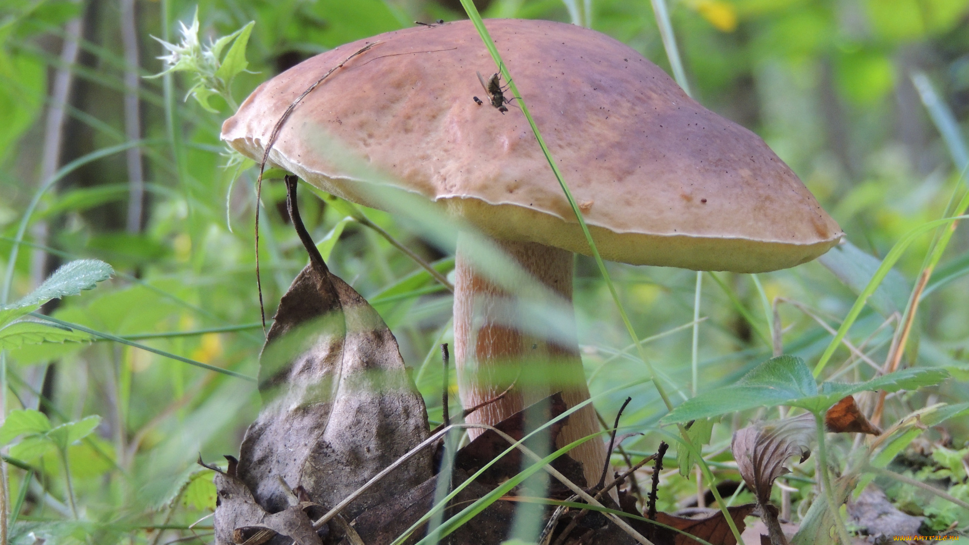 гриб, в, лесу, природа, грибы, лес, боровик, осень, гриб