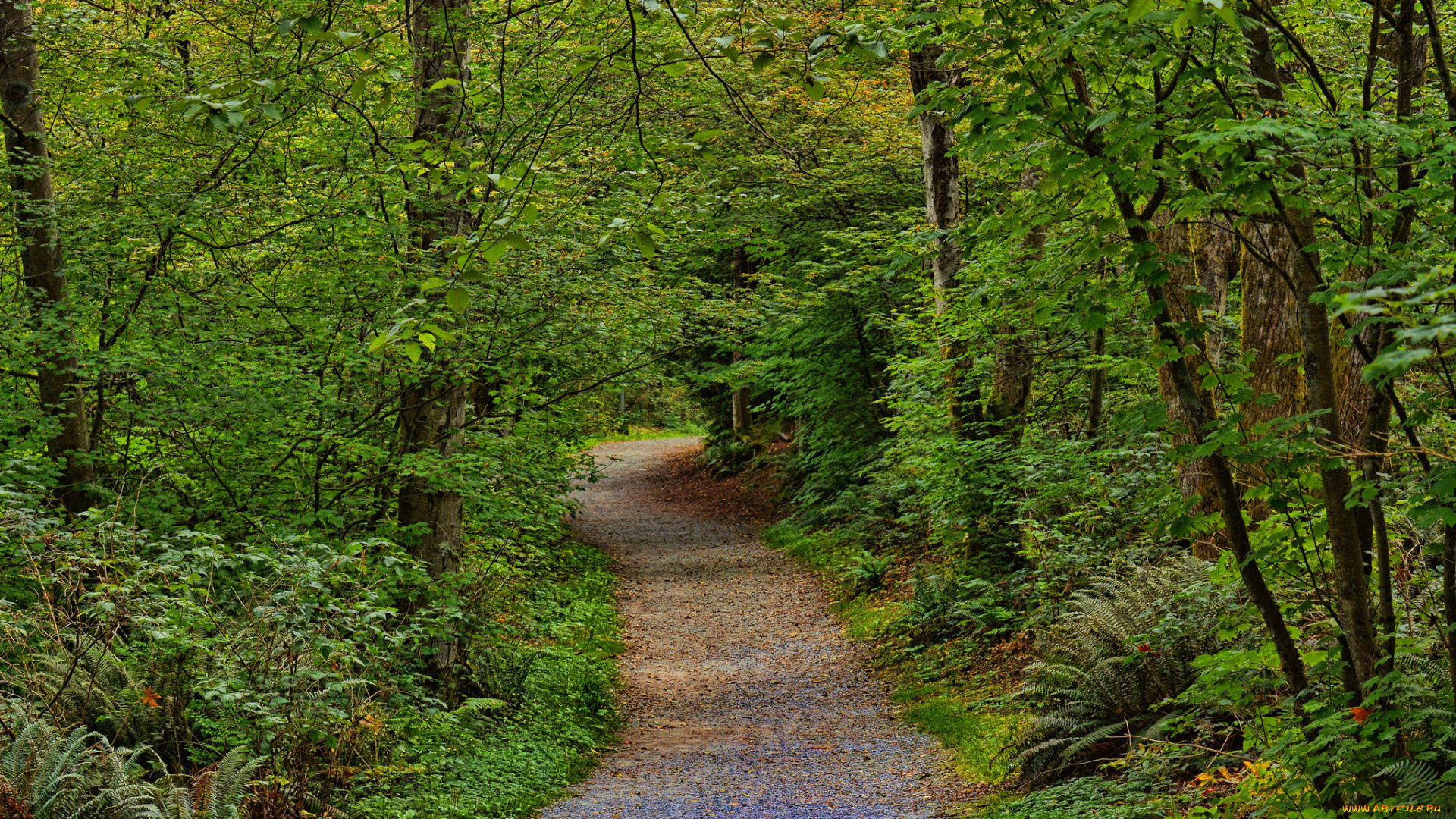 природа, дороги, тракт