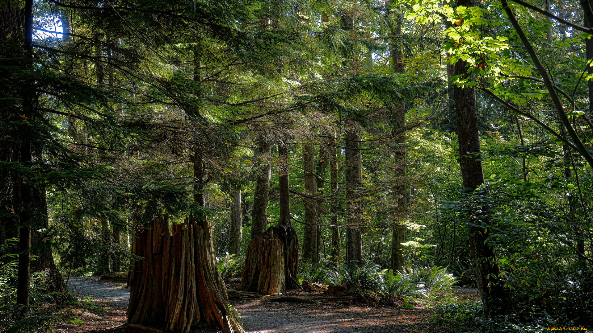 природа, дороги, тракт