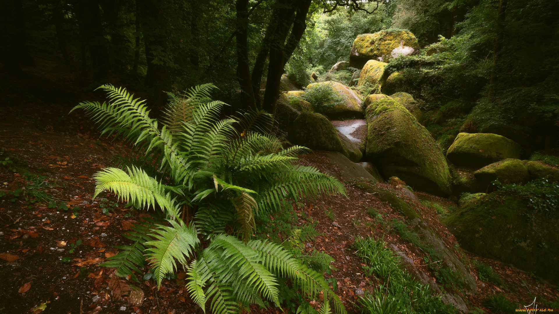 природа, лес