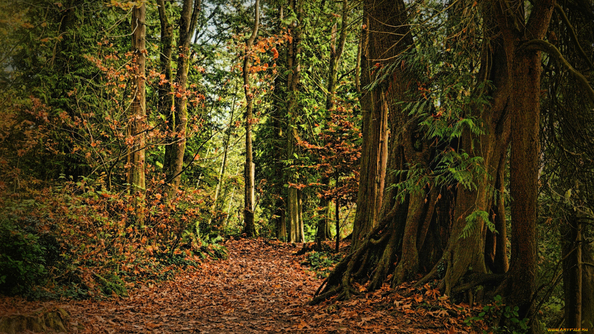 природа, лес, деревья