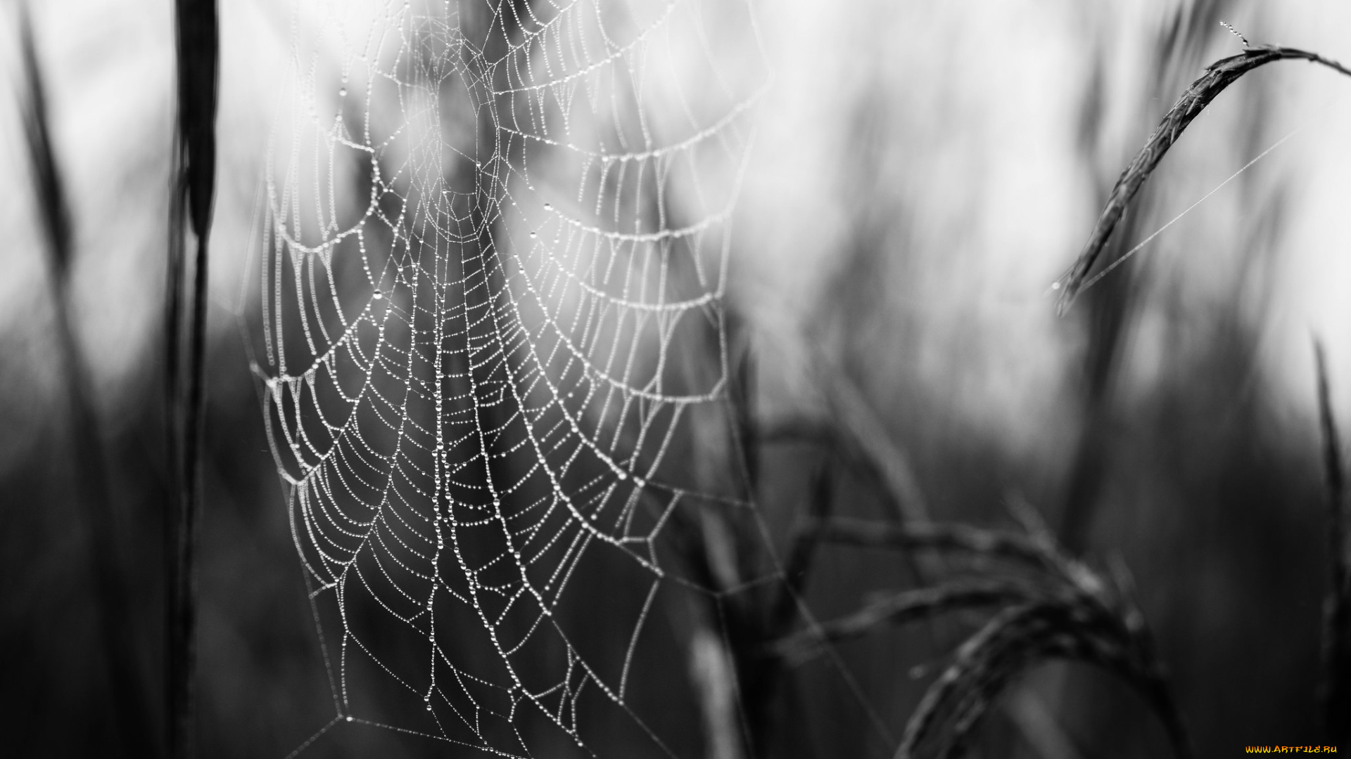 природа, макро, утро, паутина, роса