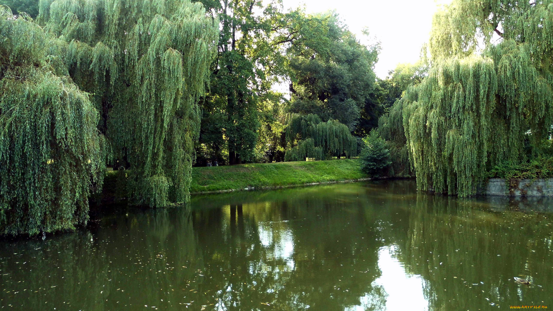 природа, парк, ивы, водоем