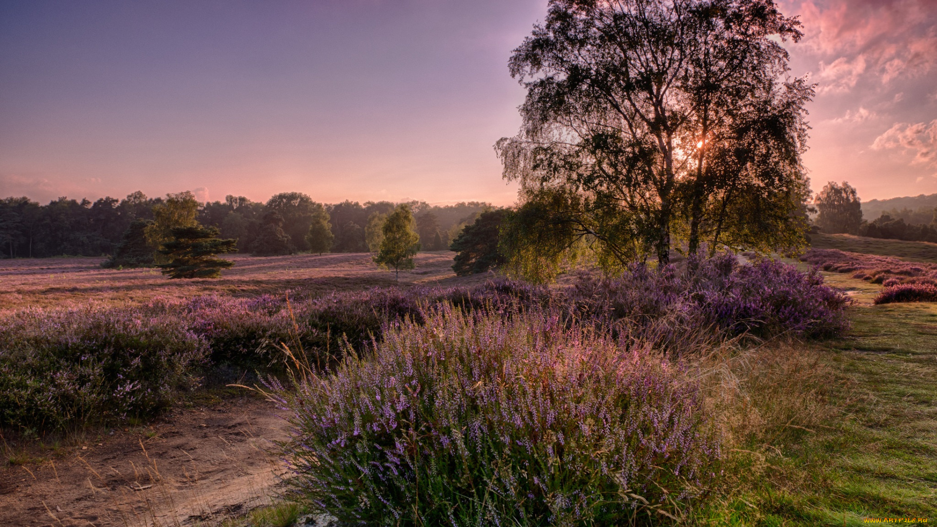 природа, восходы, закаты, деревья