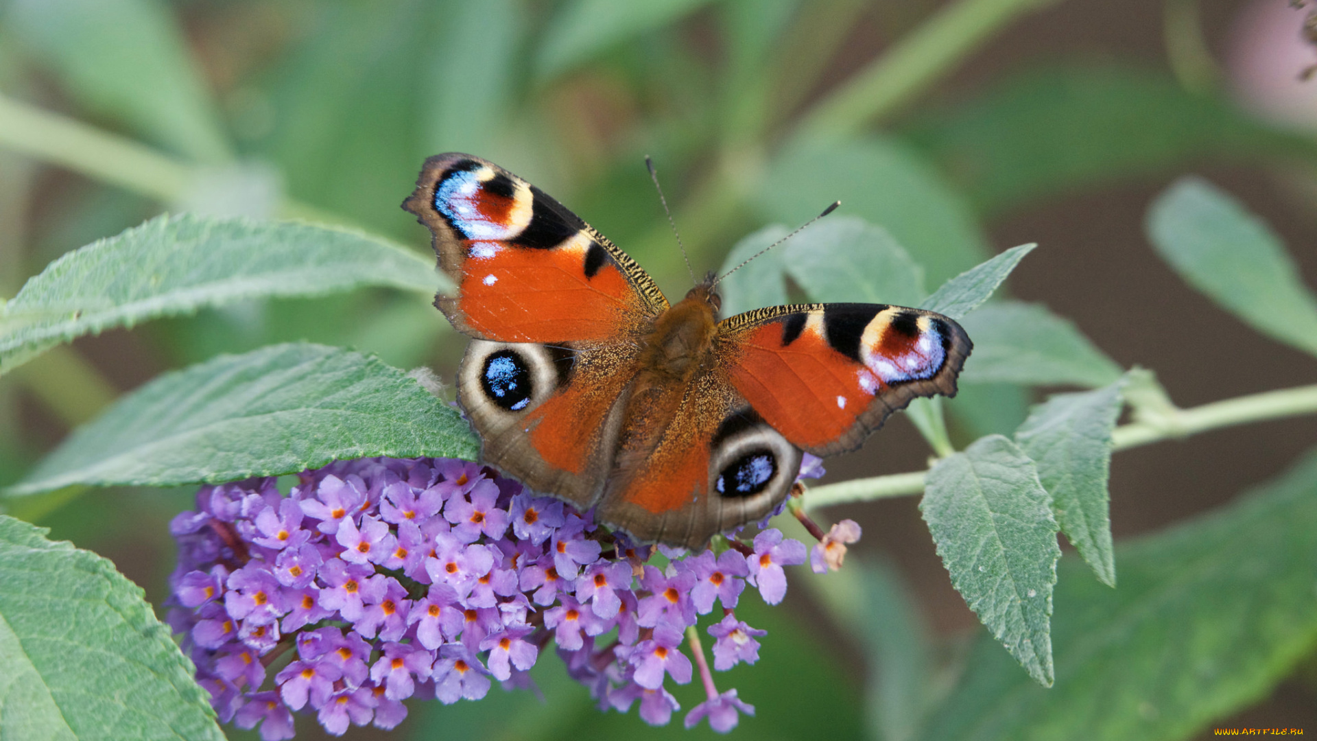 животные, бабочки, , мотыльки, , моли, бабочка