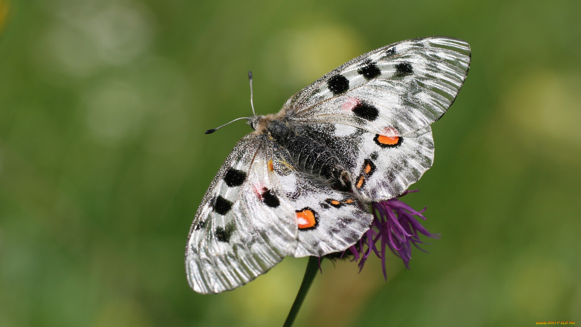 животные, бабочки, , мотыльки, , моли, бабочка