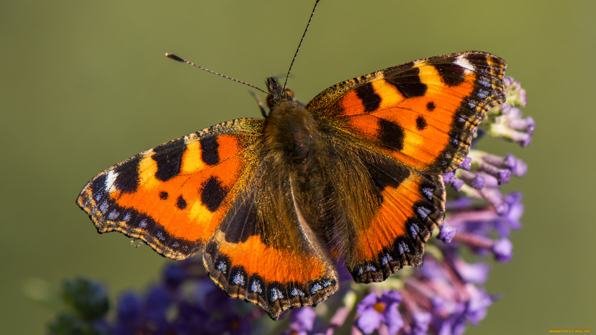 животные, бабочки, , мотыльки, , моли, бабочка