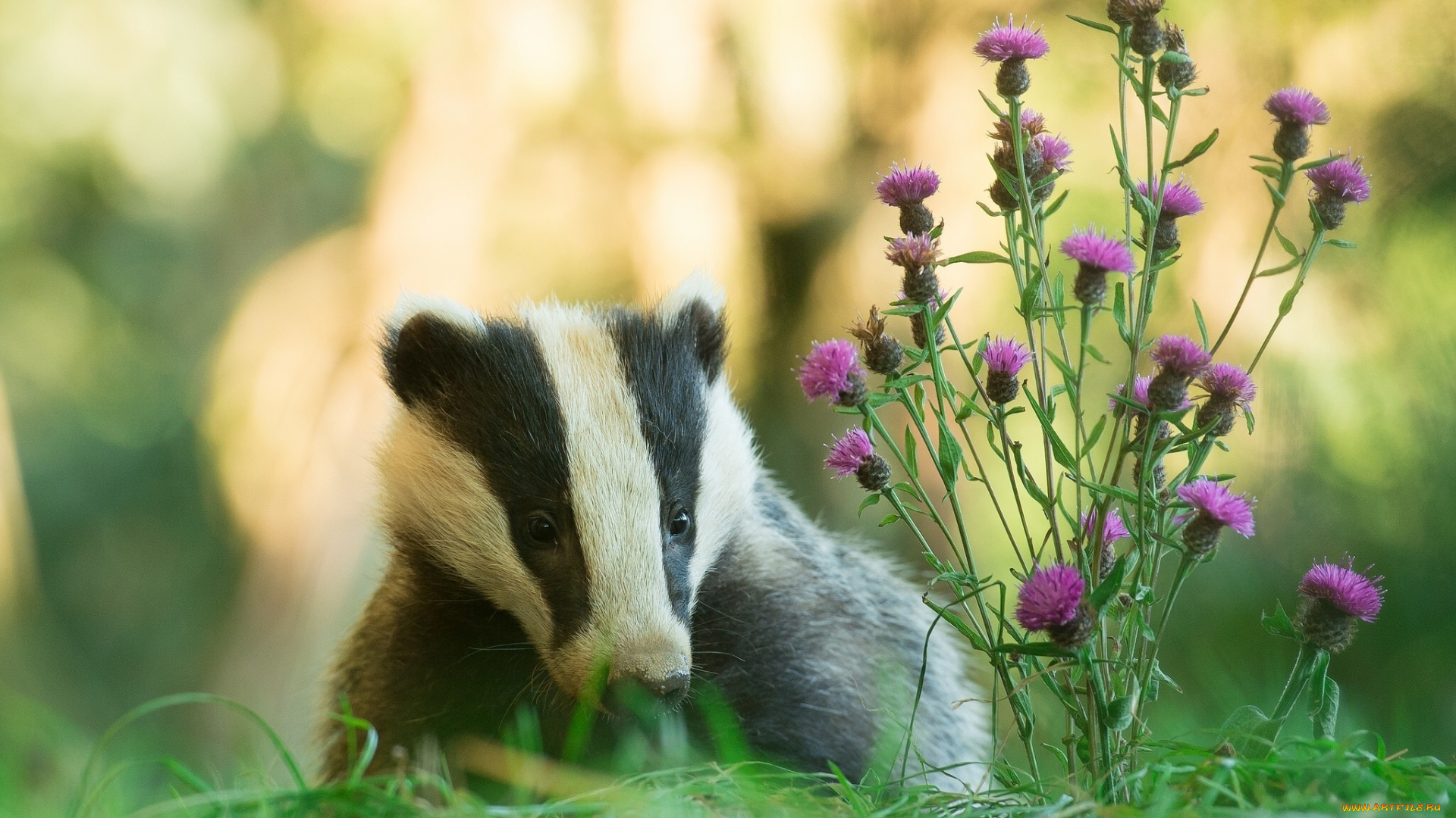животные, барсуки, барсук, серпуха, трава, боке