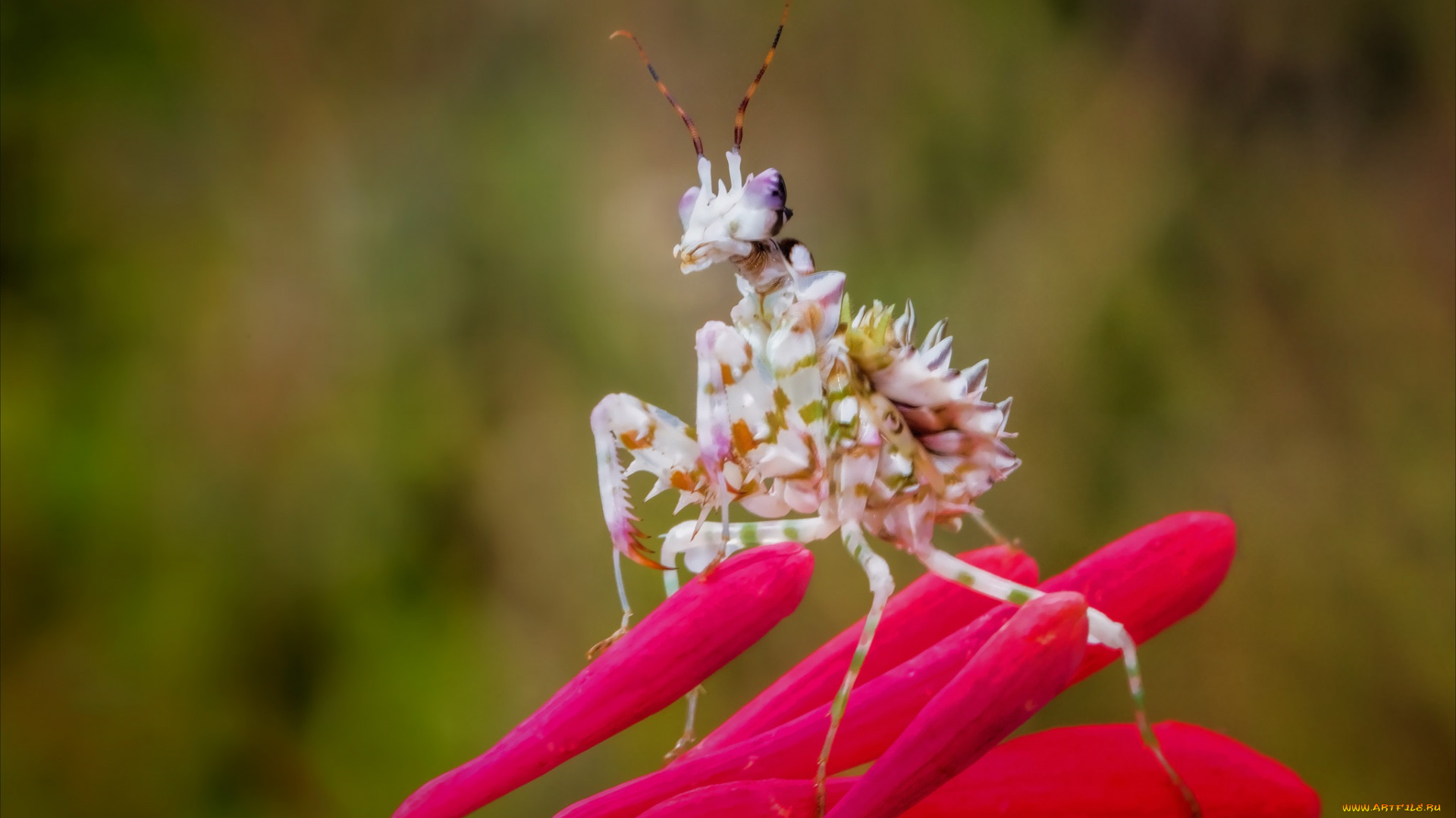 животные, богомолы, богомол