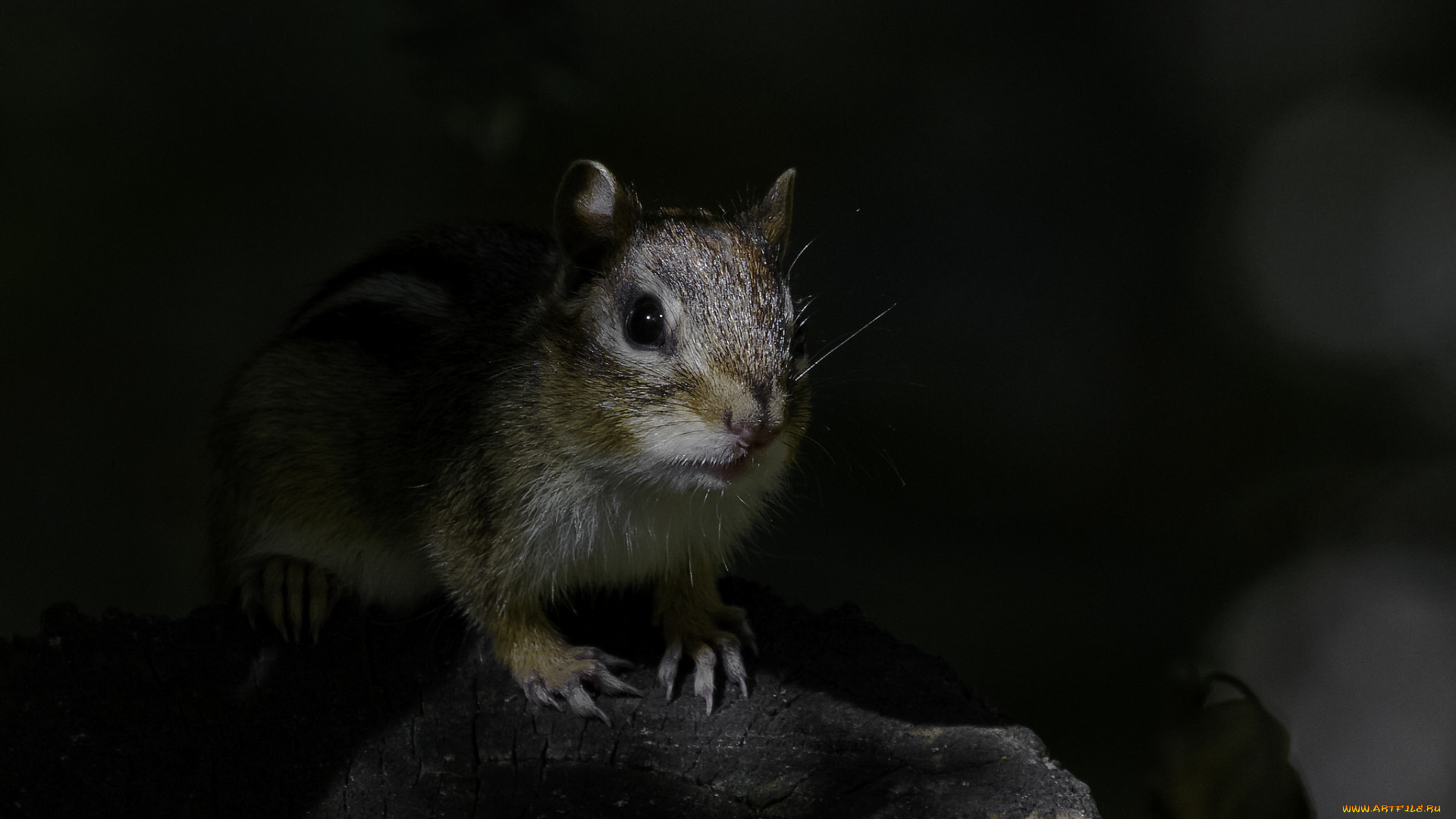 животные, бурундуки, бурундук