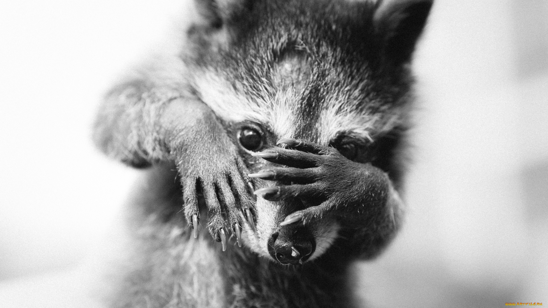 животные, еноты, мордочка, животное, енот, детёныш, монохром, лапки