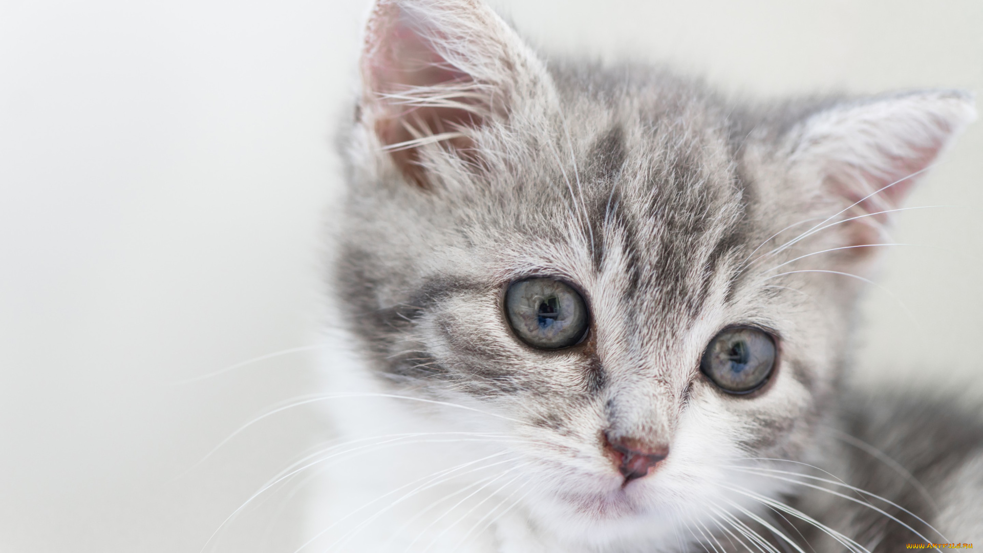 животные, коты, фон, малыш, мордочка, котёнок