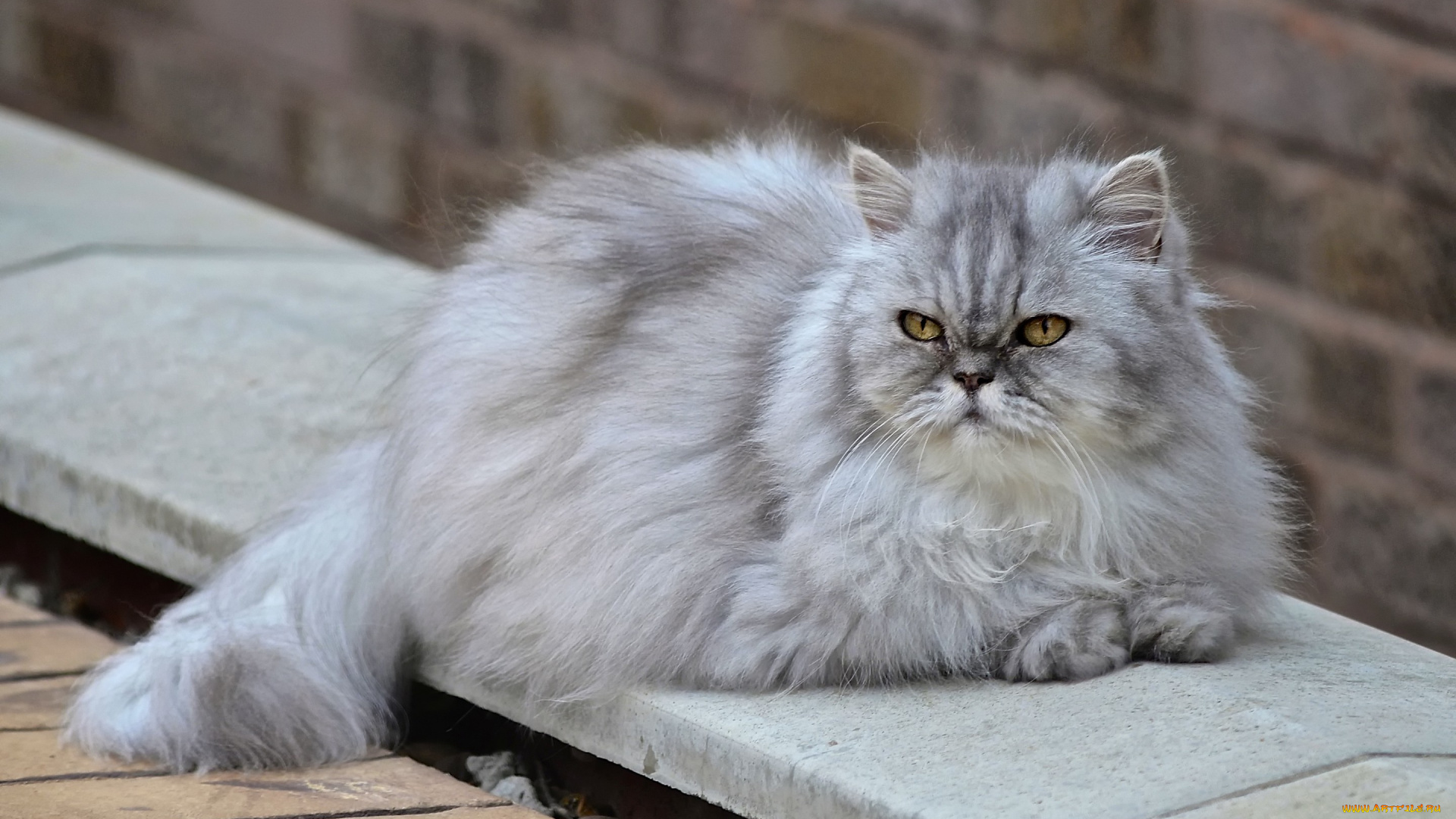 животные, коты, кошка, пушистая, персидская