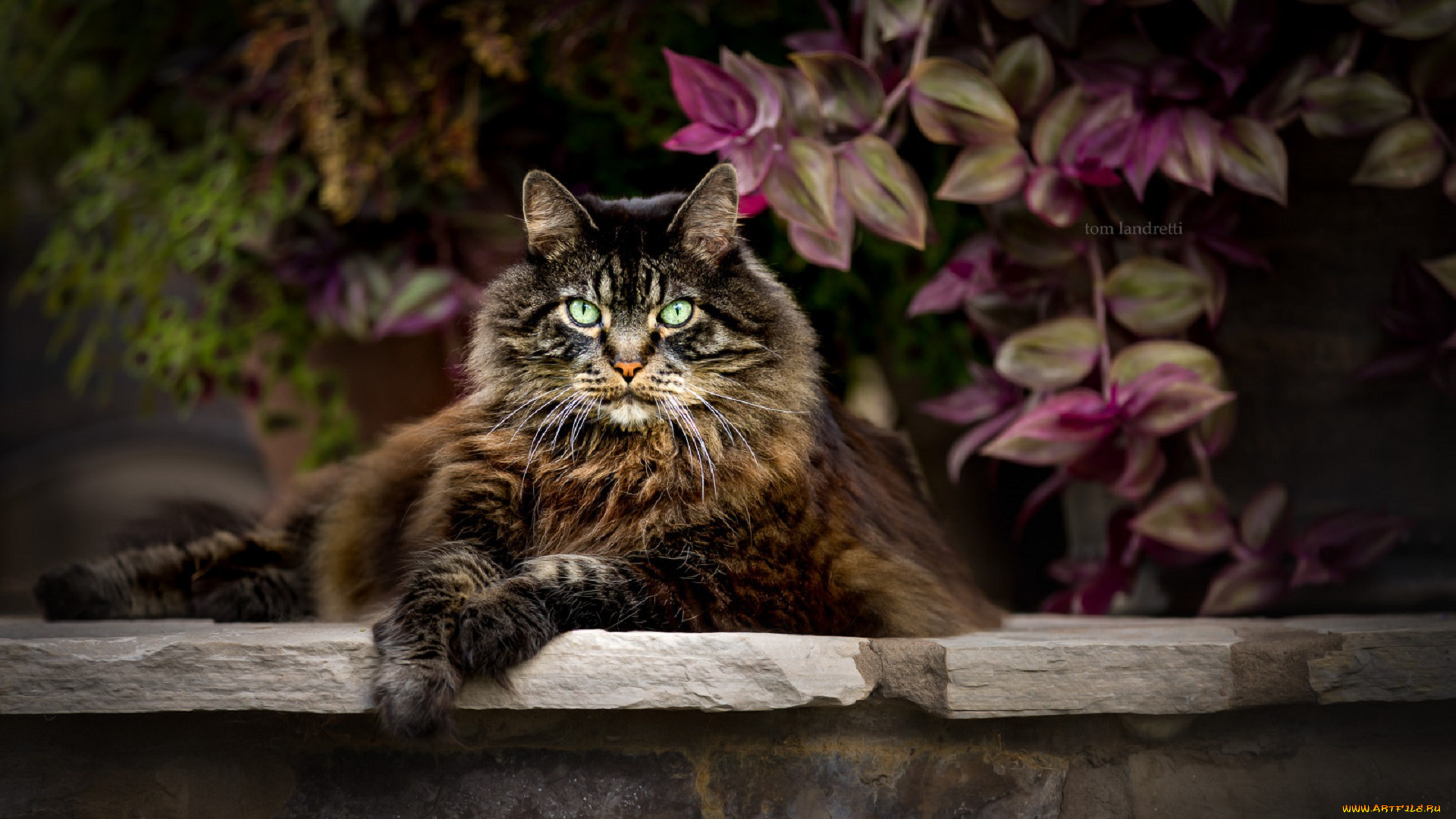 животные, коты, кот