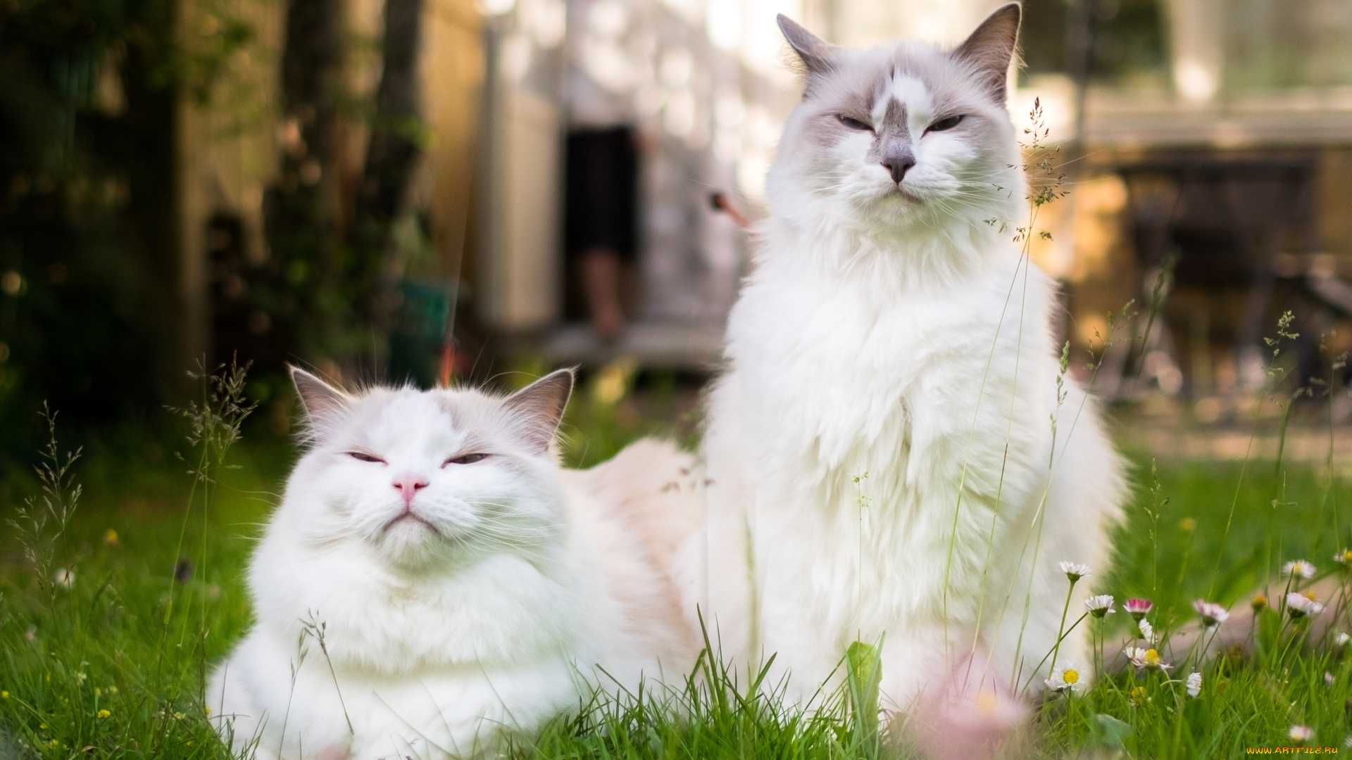 животные, коты, кот, семейный, портрет, кошка, парочка, рэгдолл