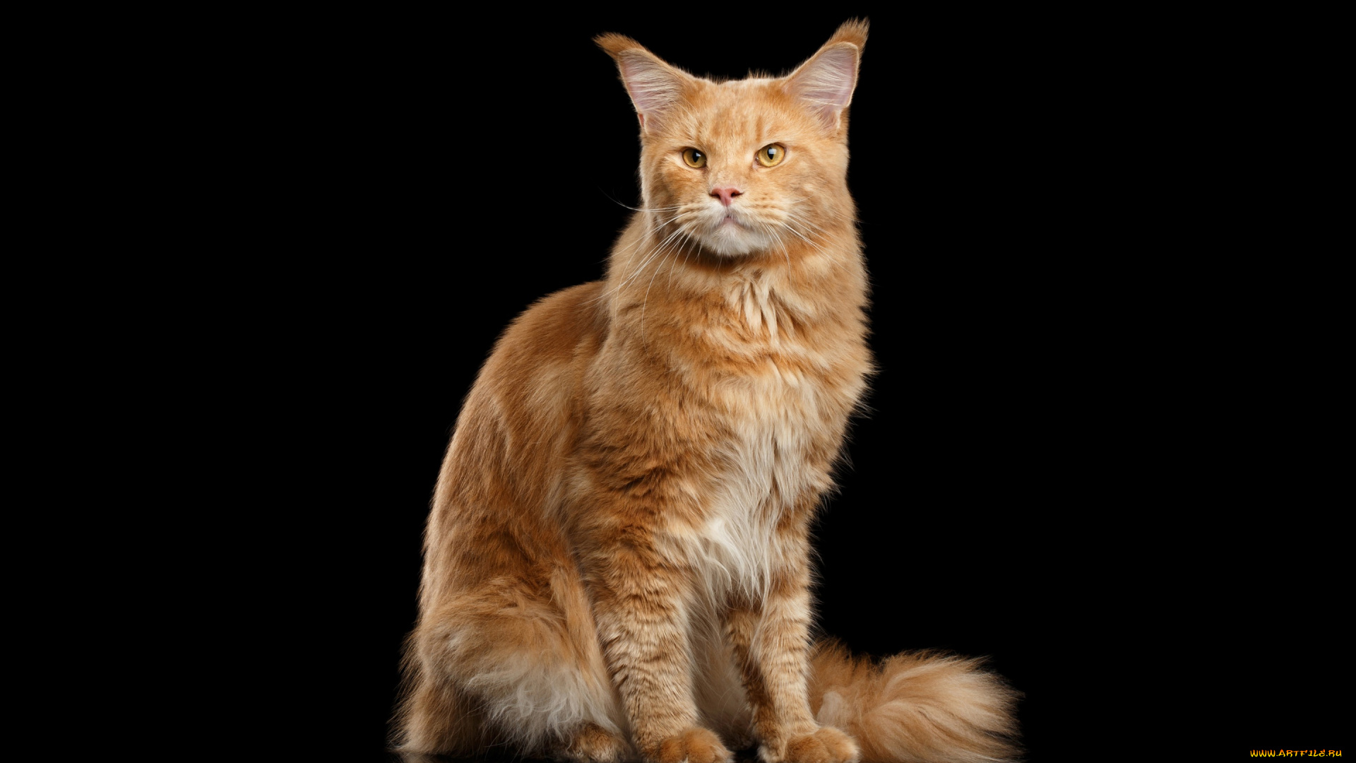 животные, коты, мейн-кун, рыжий, черный, фон, кот