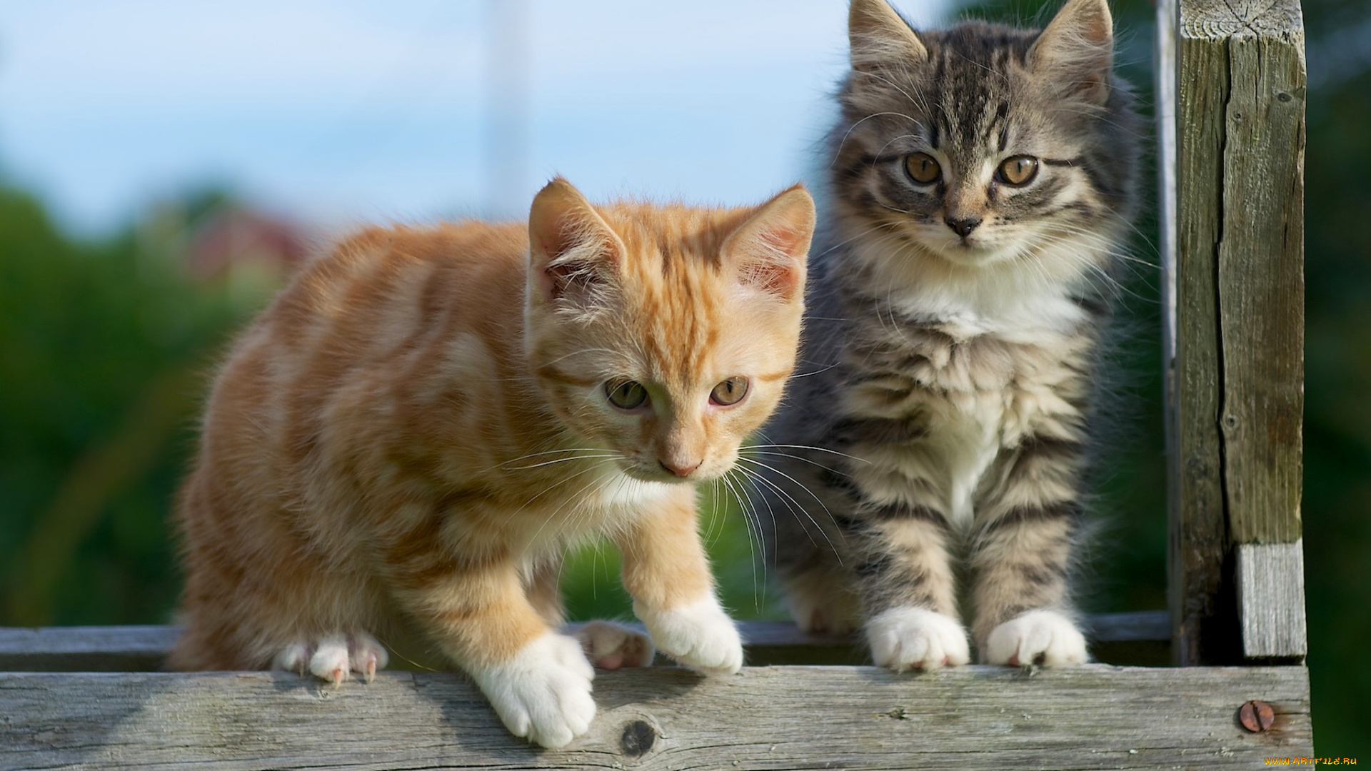 животные, коты, парочка, котята, малыши