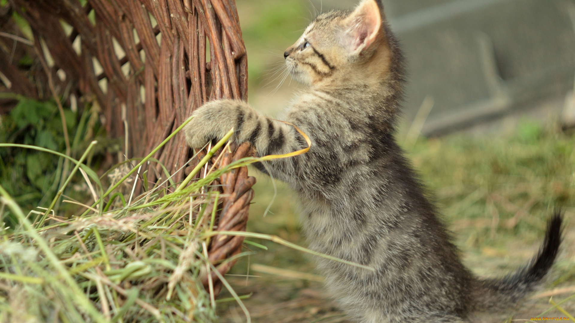 животные, коты, трава, котёнок, корзина
