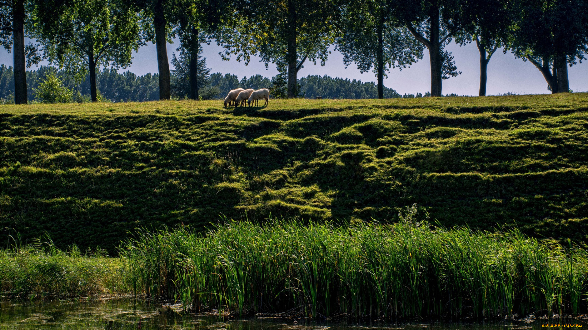 животные, овцы, , бараны