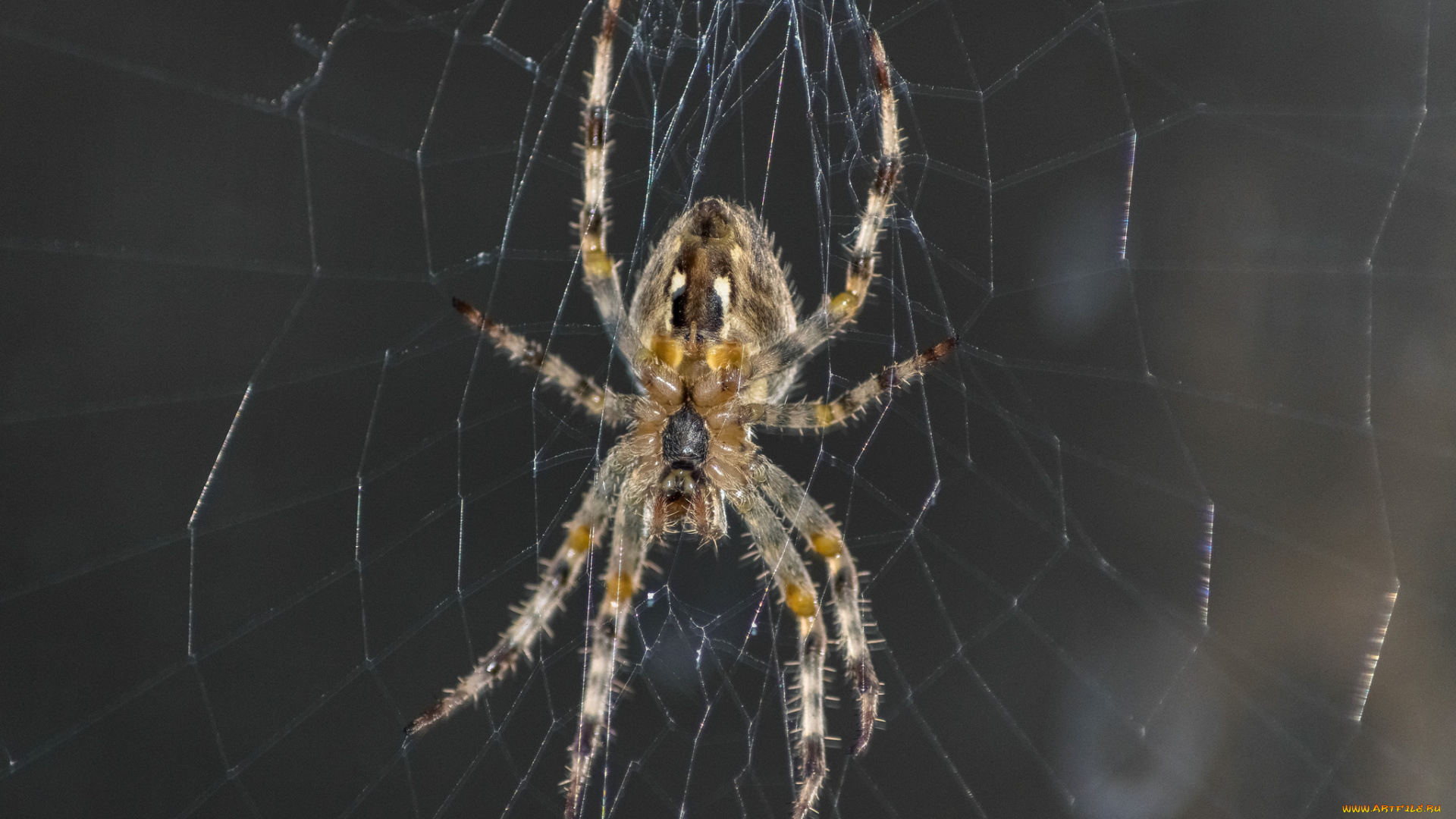животные, пауки, паук